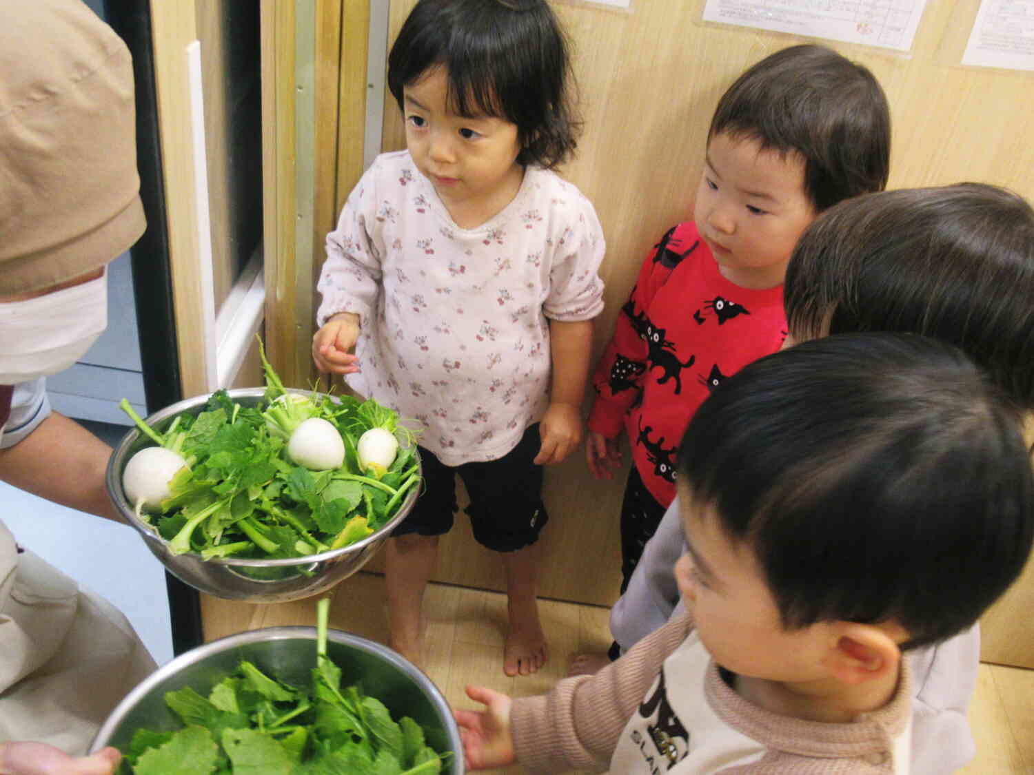 みんなで育てたカブを収穫したよ！給食先生、美味しく作ってね♪