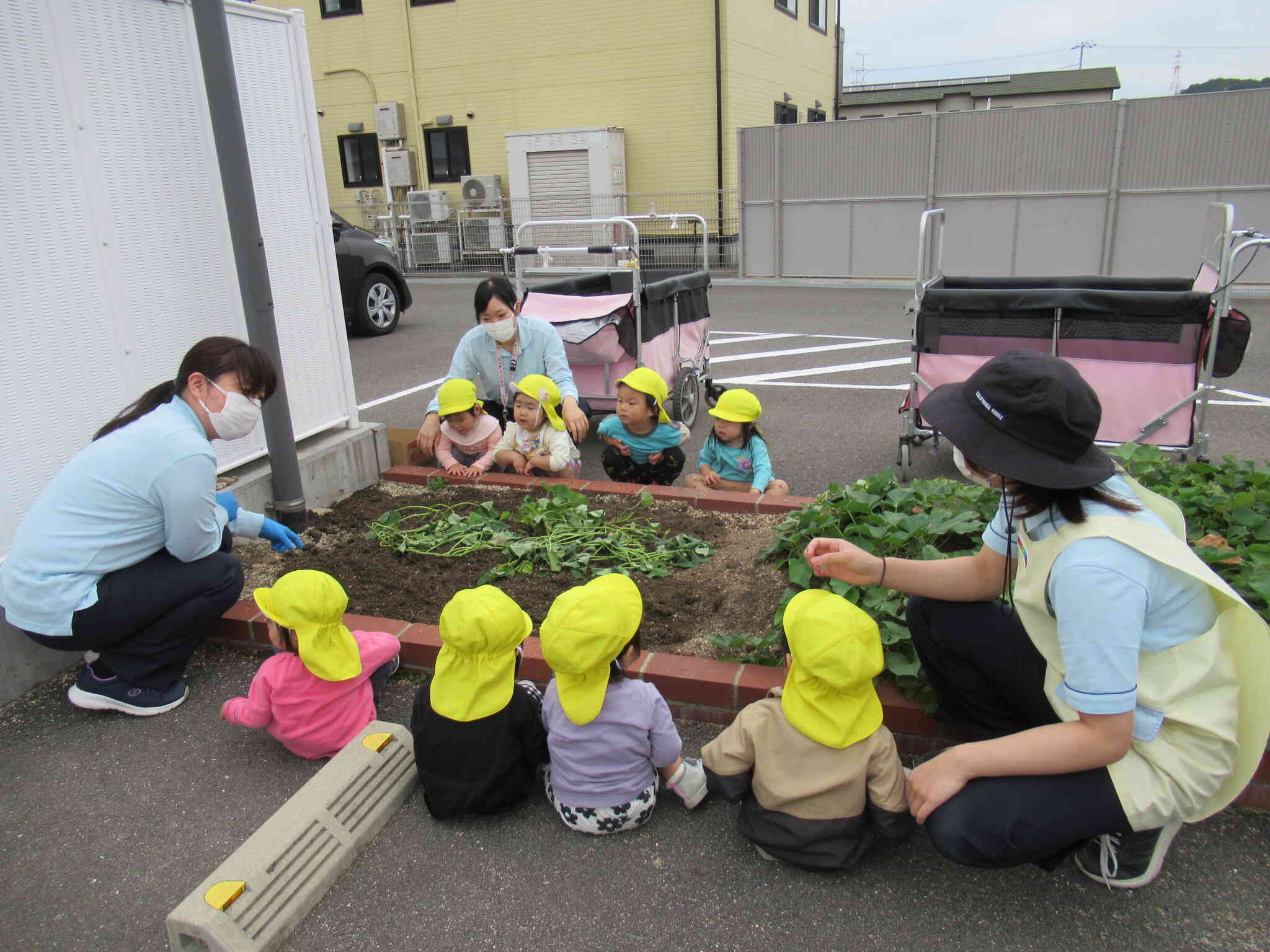 あひる組(1歳児)さんのお芋掘り