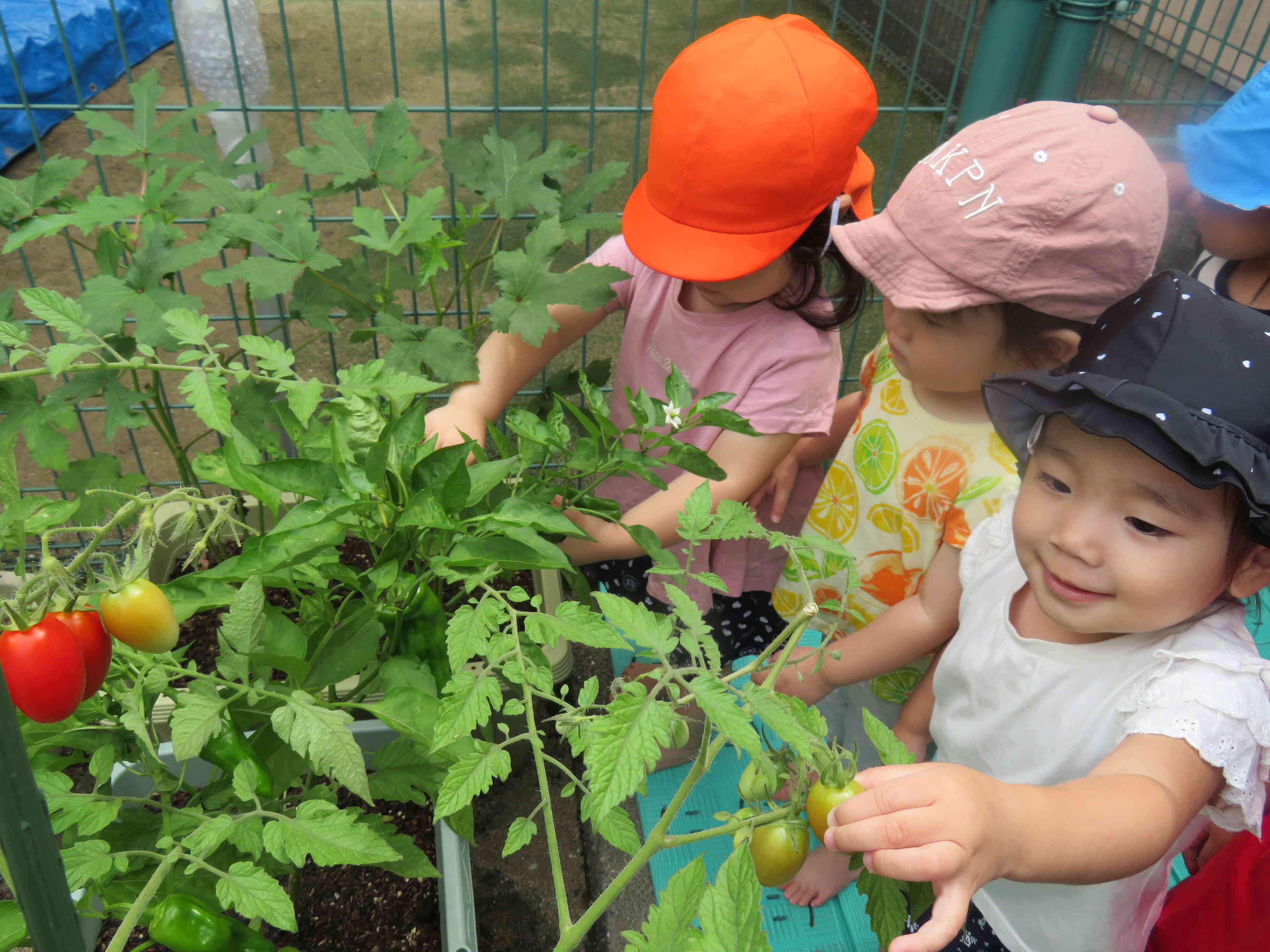 野菜の収穫