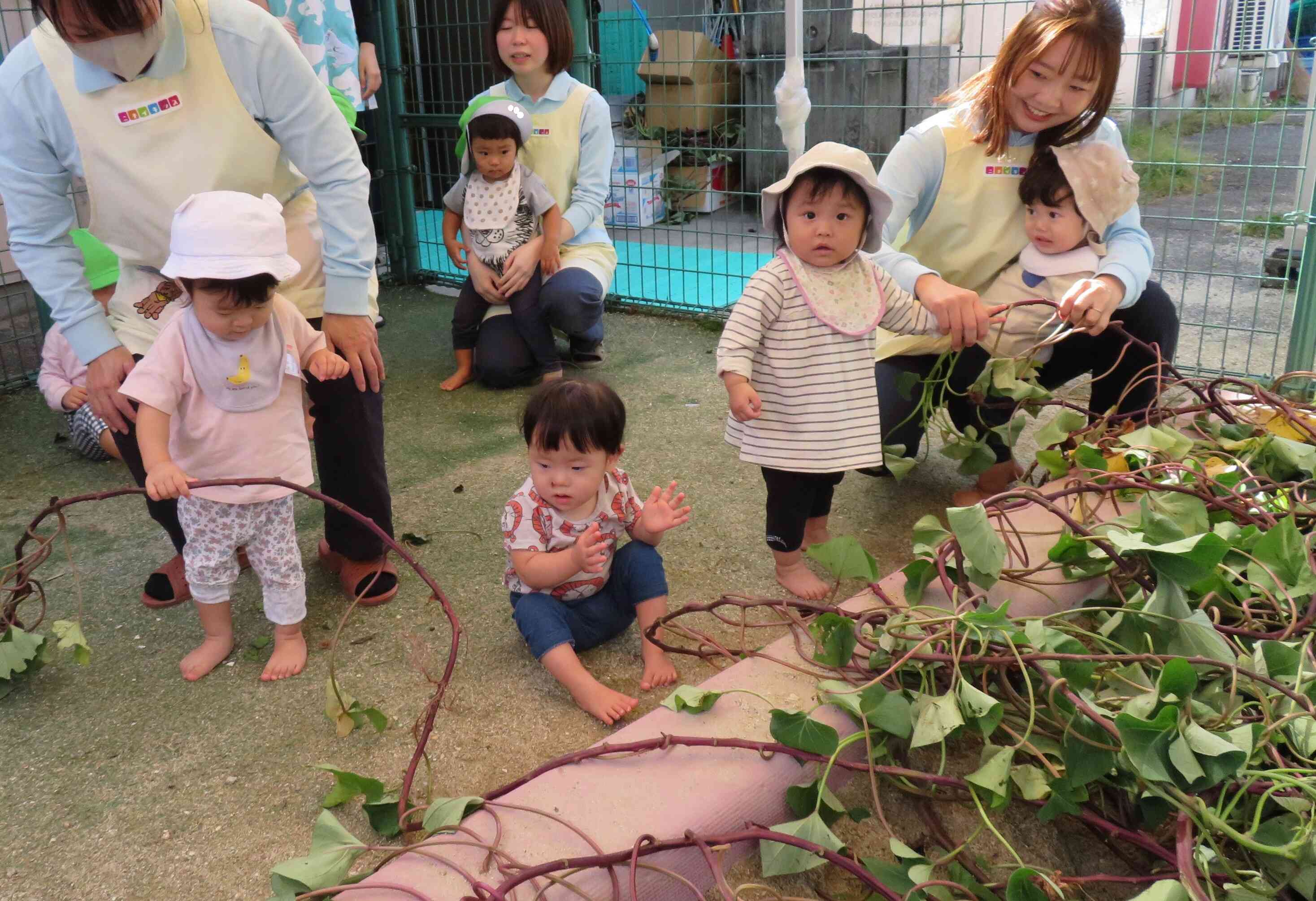 0歳児のこどもたちも、不思議そうな表情で恐る恐るつるに手を伸ばしてみたよ。