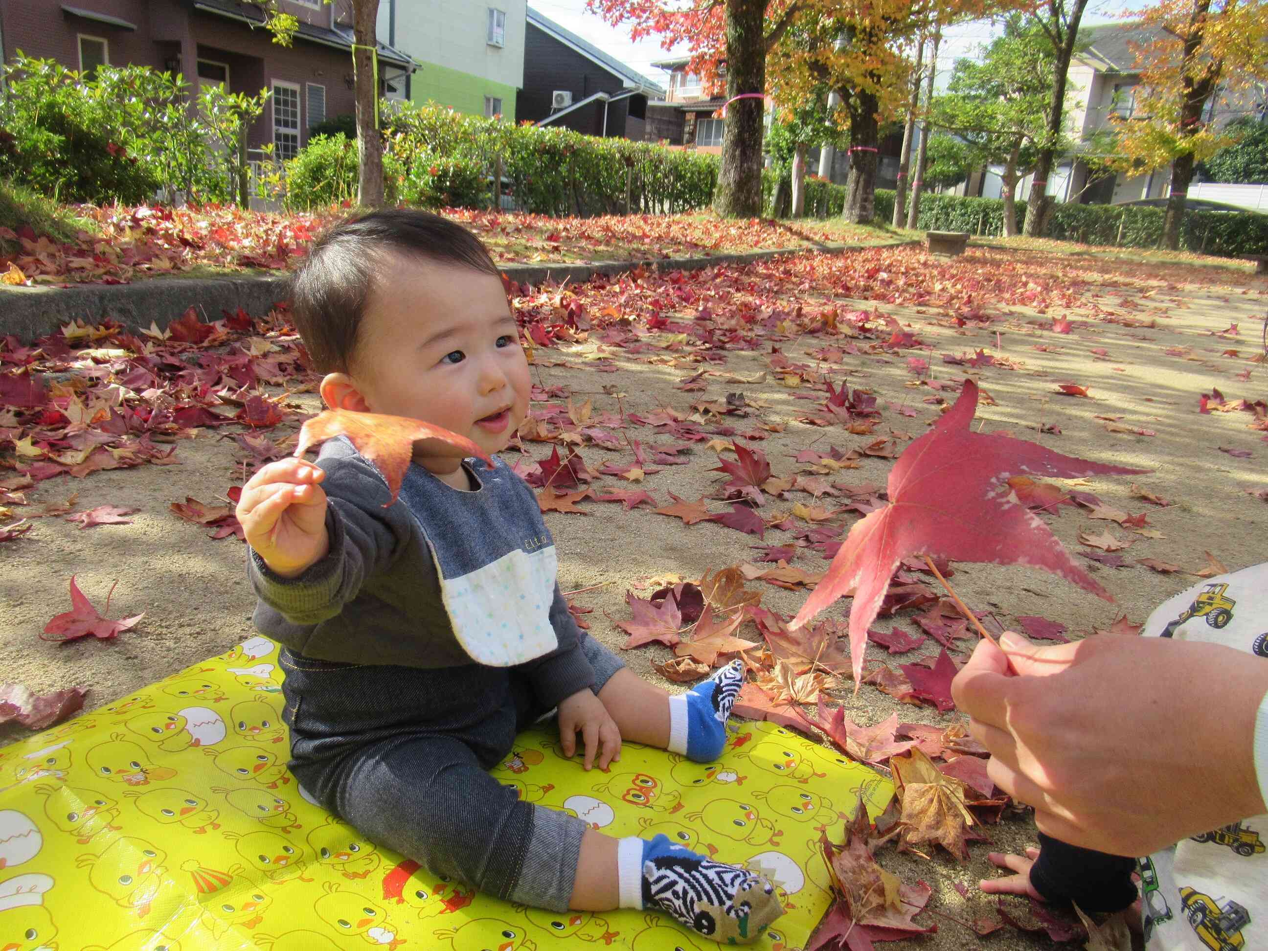 葉っぱいっしょだね