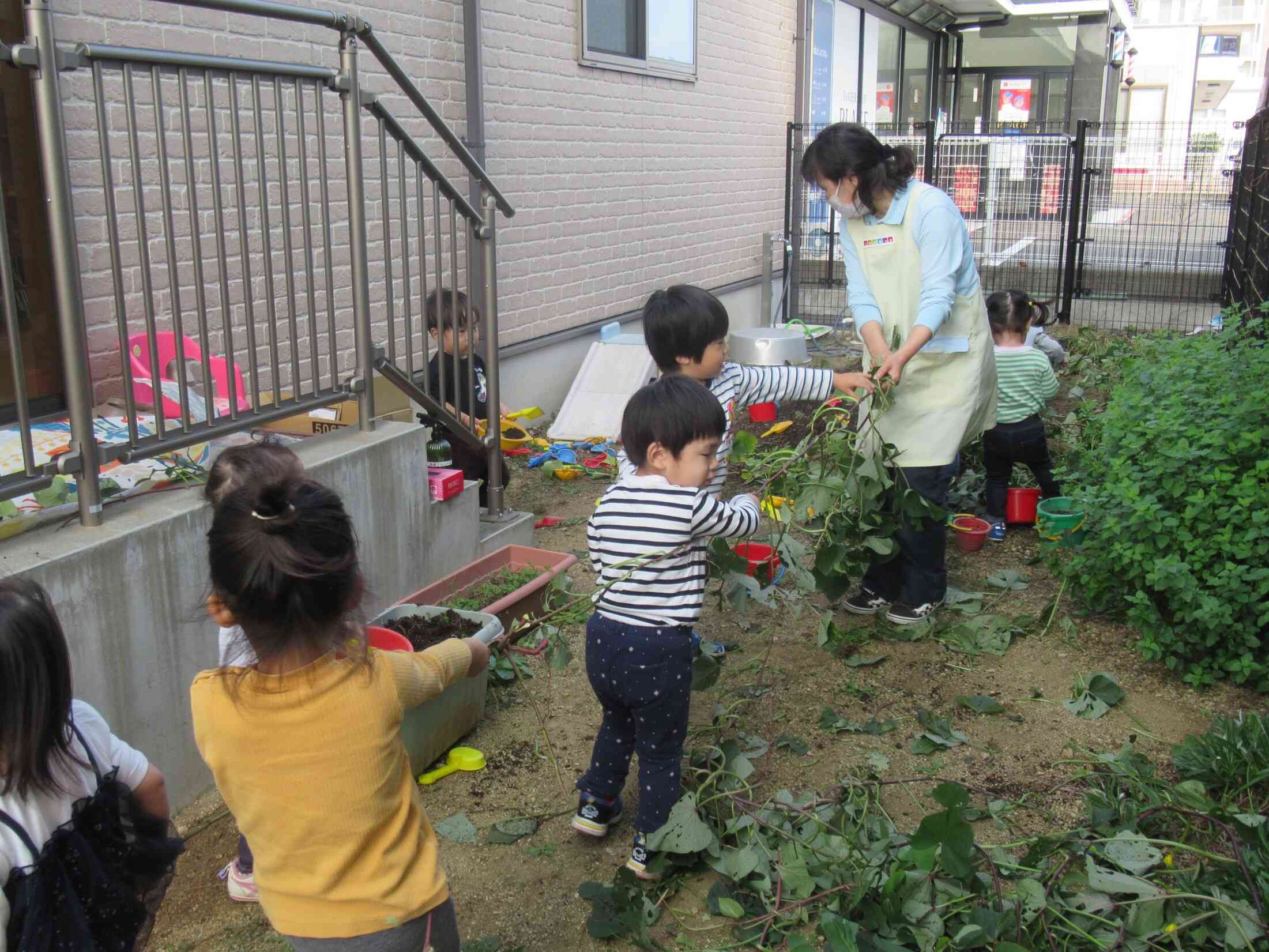 おいもほりの後、おいものツルで綱引き…