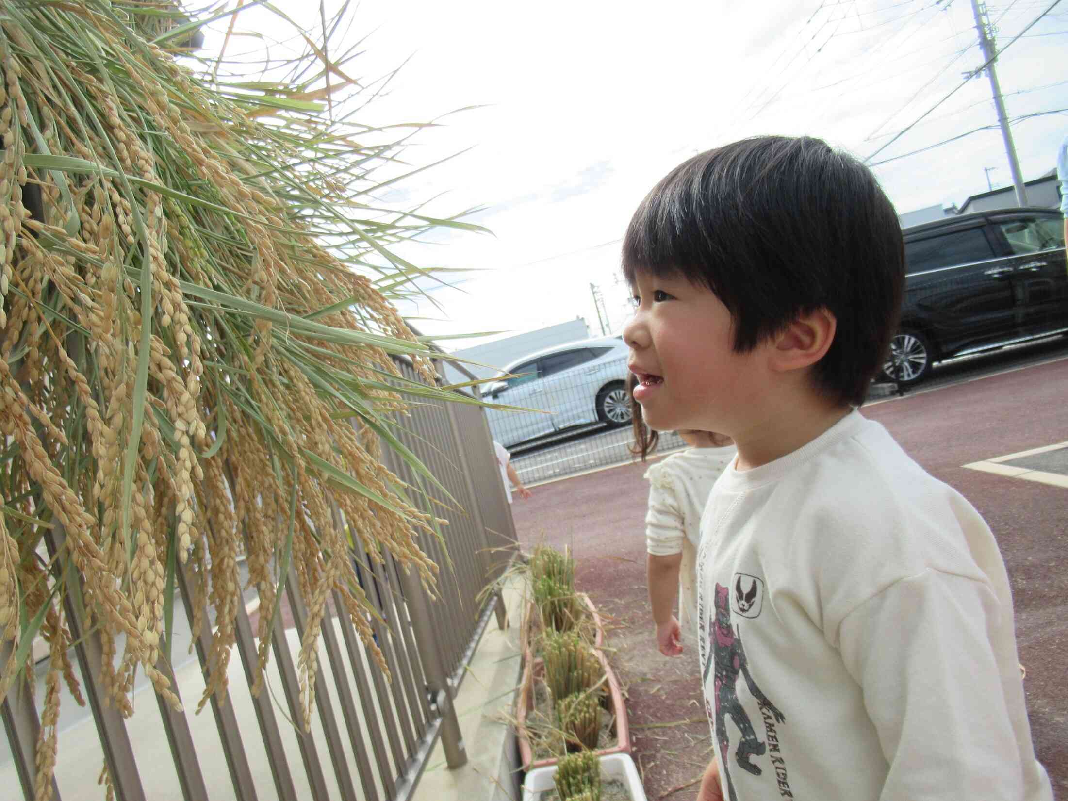 稲かり体験をしたよ！（1.2歳児）