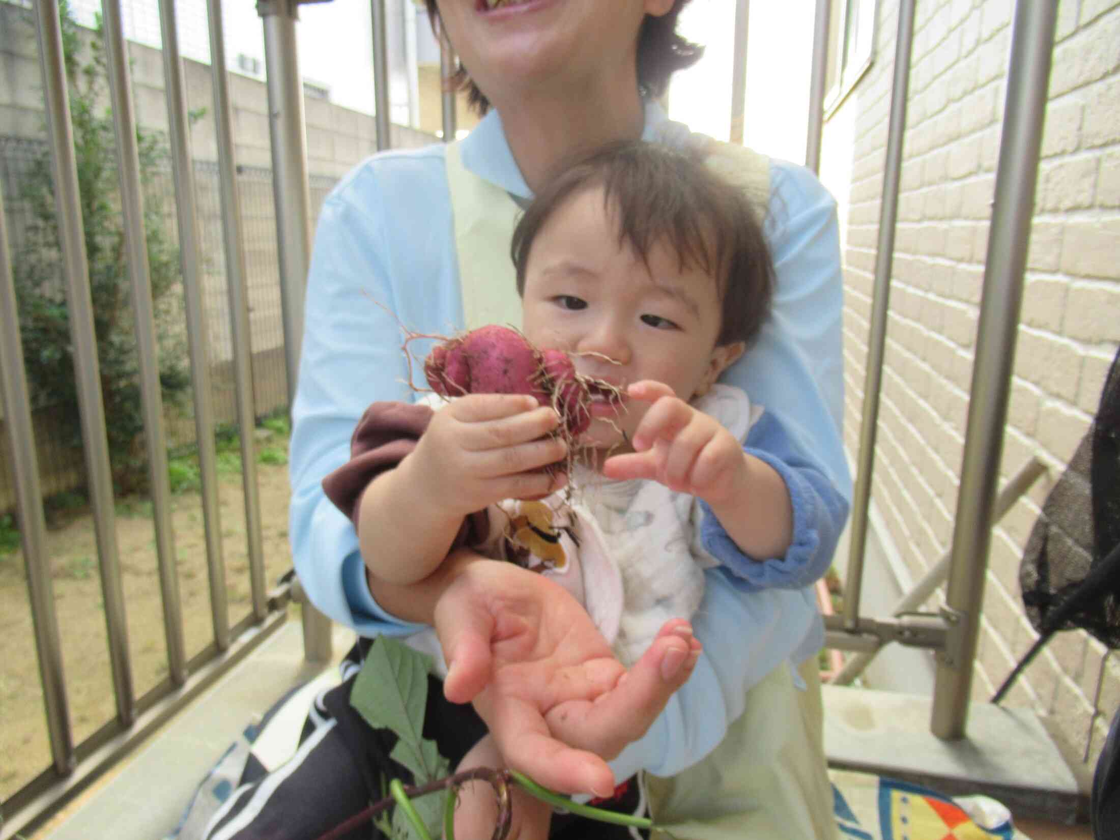 ひよこ組さん(0歳児)は応援団！採ったおいもを観察。「なんだ？このおひげは？」