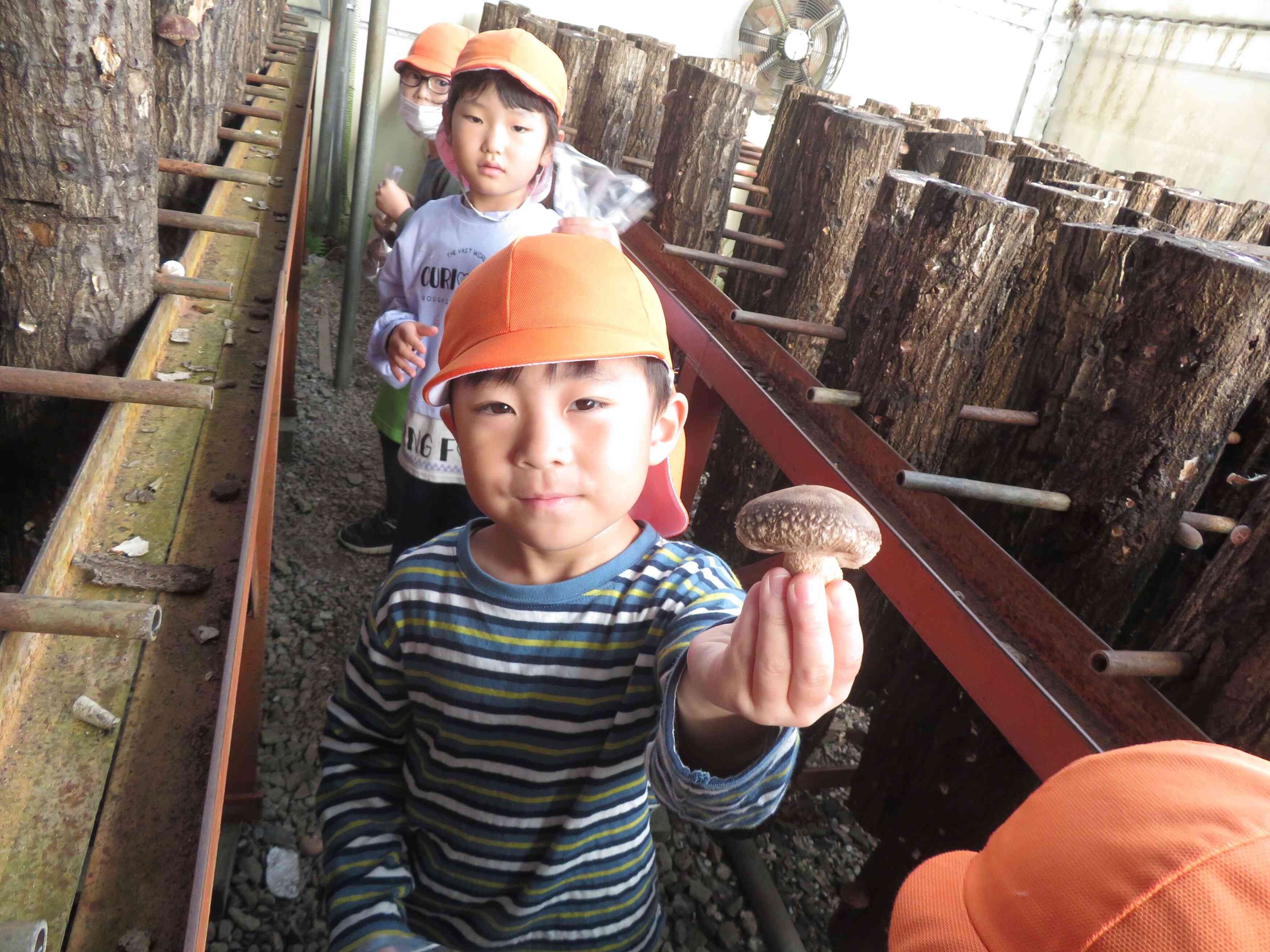 しいたけの収穫体験に行ったよ　5歳児（きりん組）