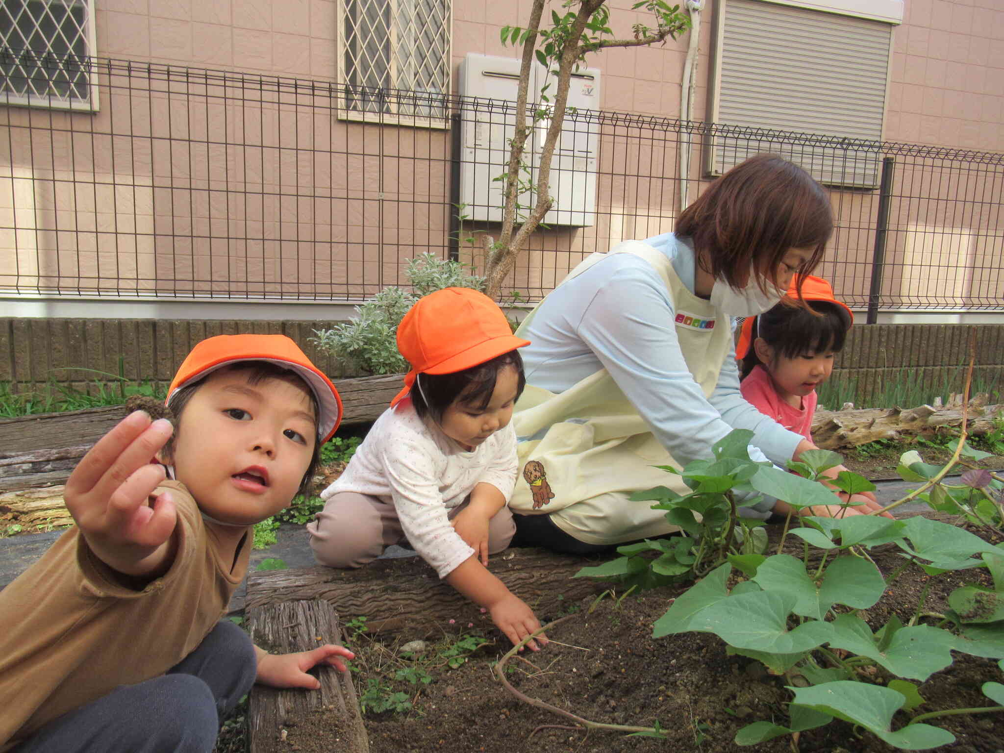 お芋掘り～2歳児うさぎ組～