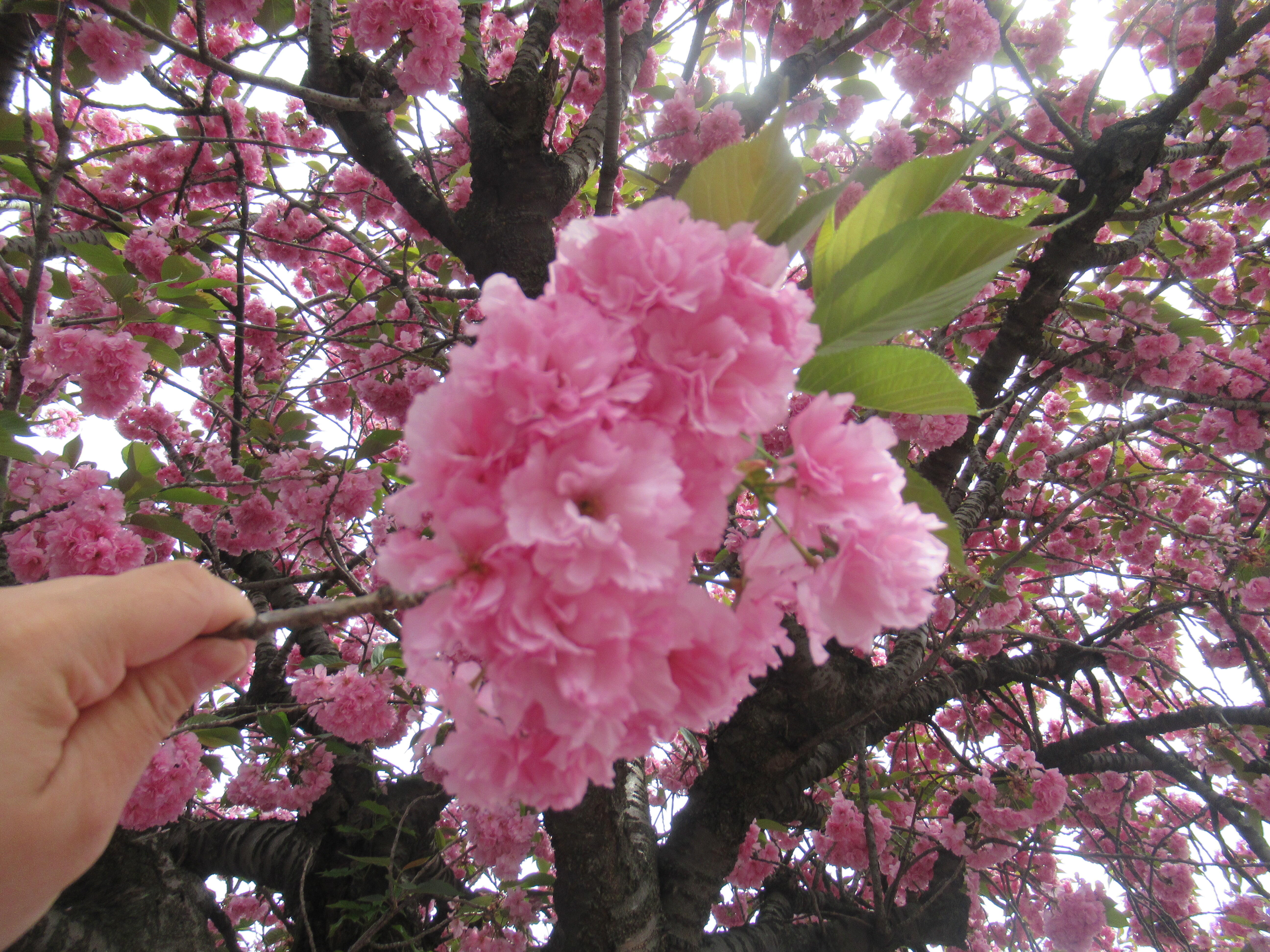 こんなきれいな桜をみつけました！