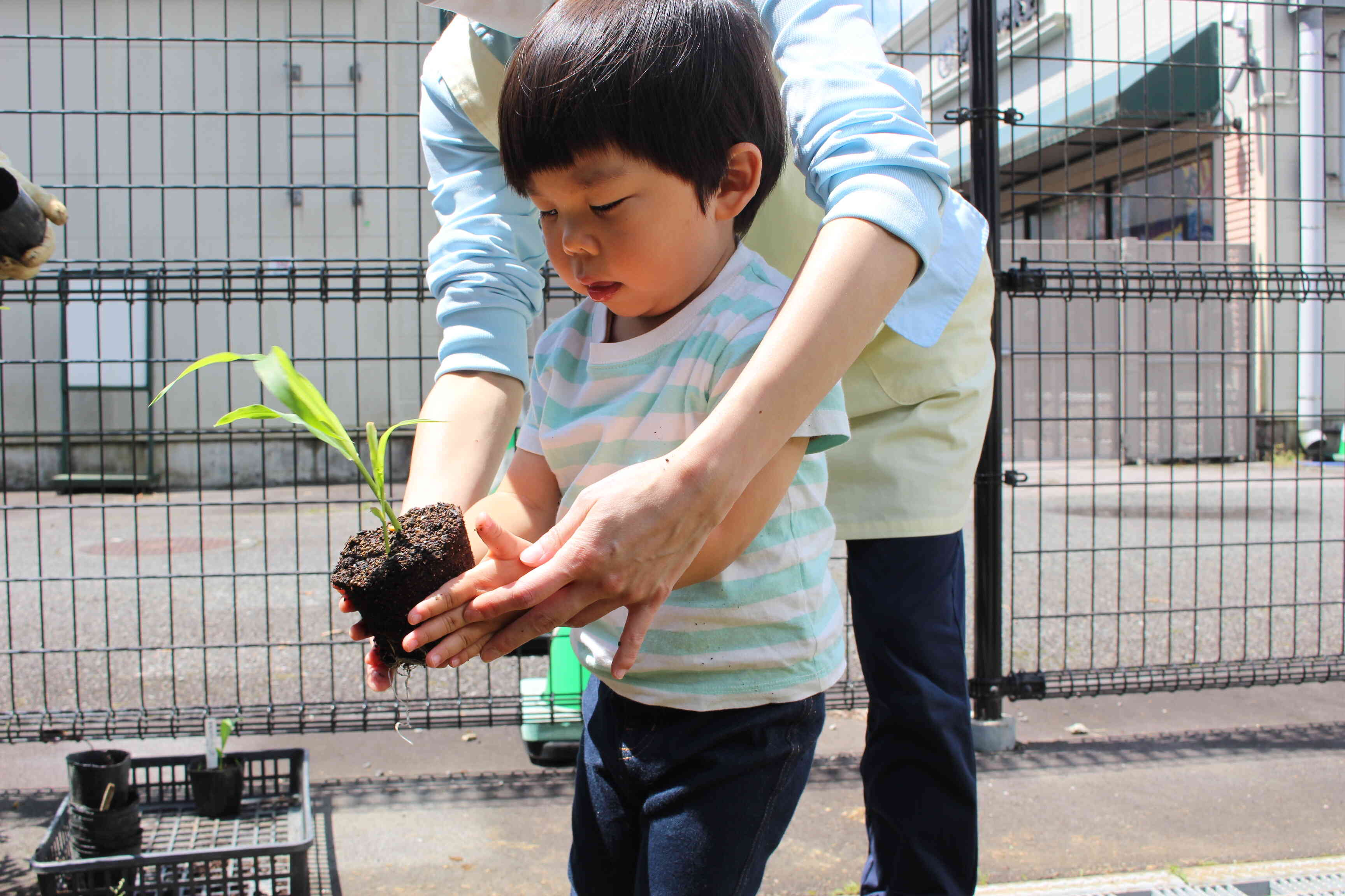 一緒に苗植えしてみようか、そーっとそーっと持ってごらん。