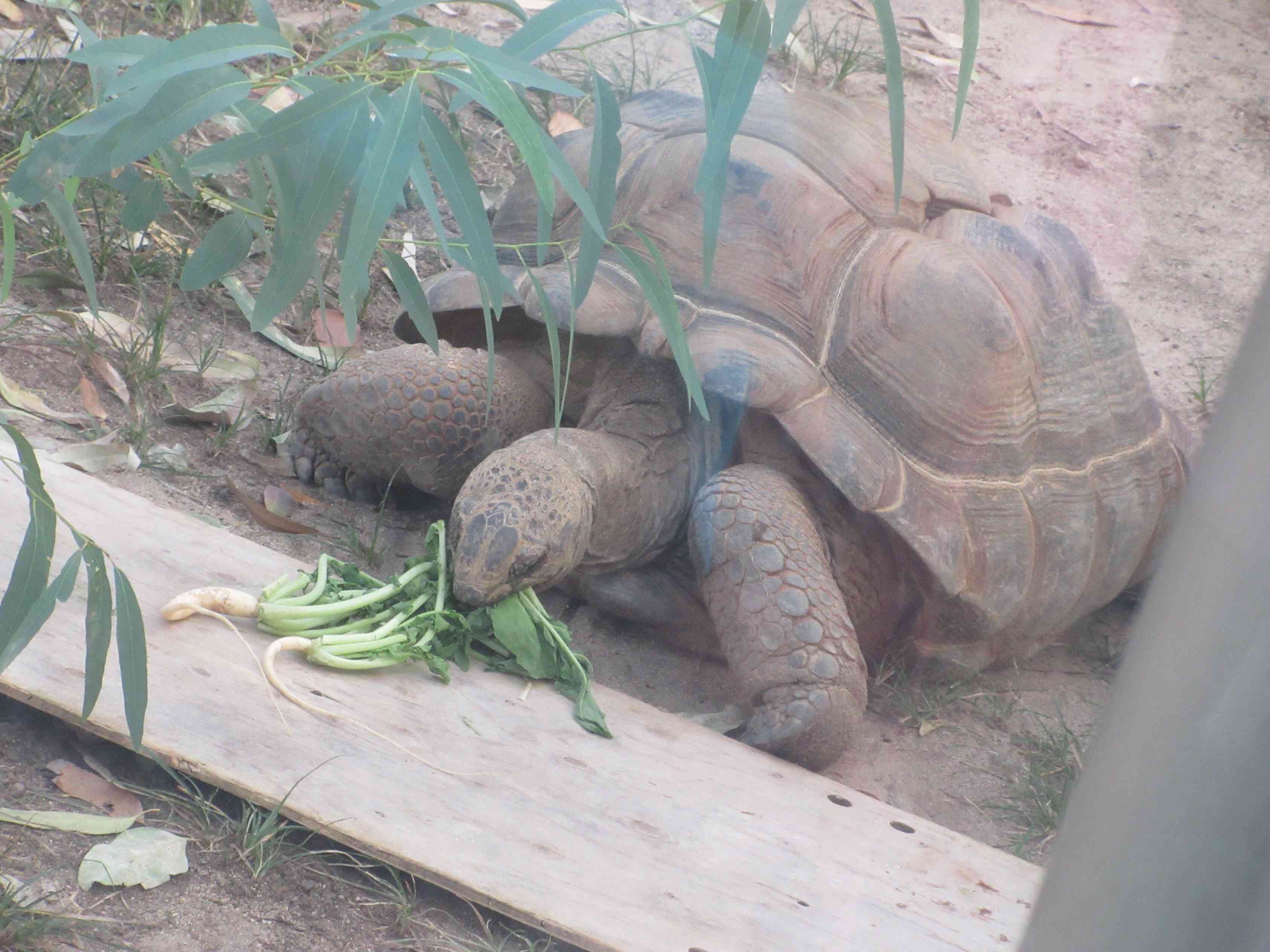 ぞうがめさんが大根の葉を食べてくれたよ