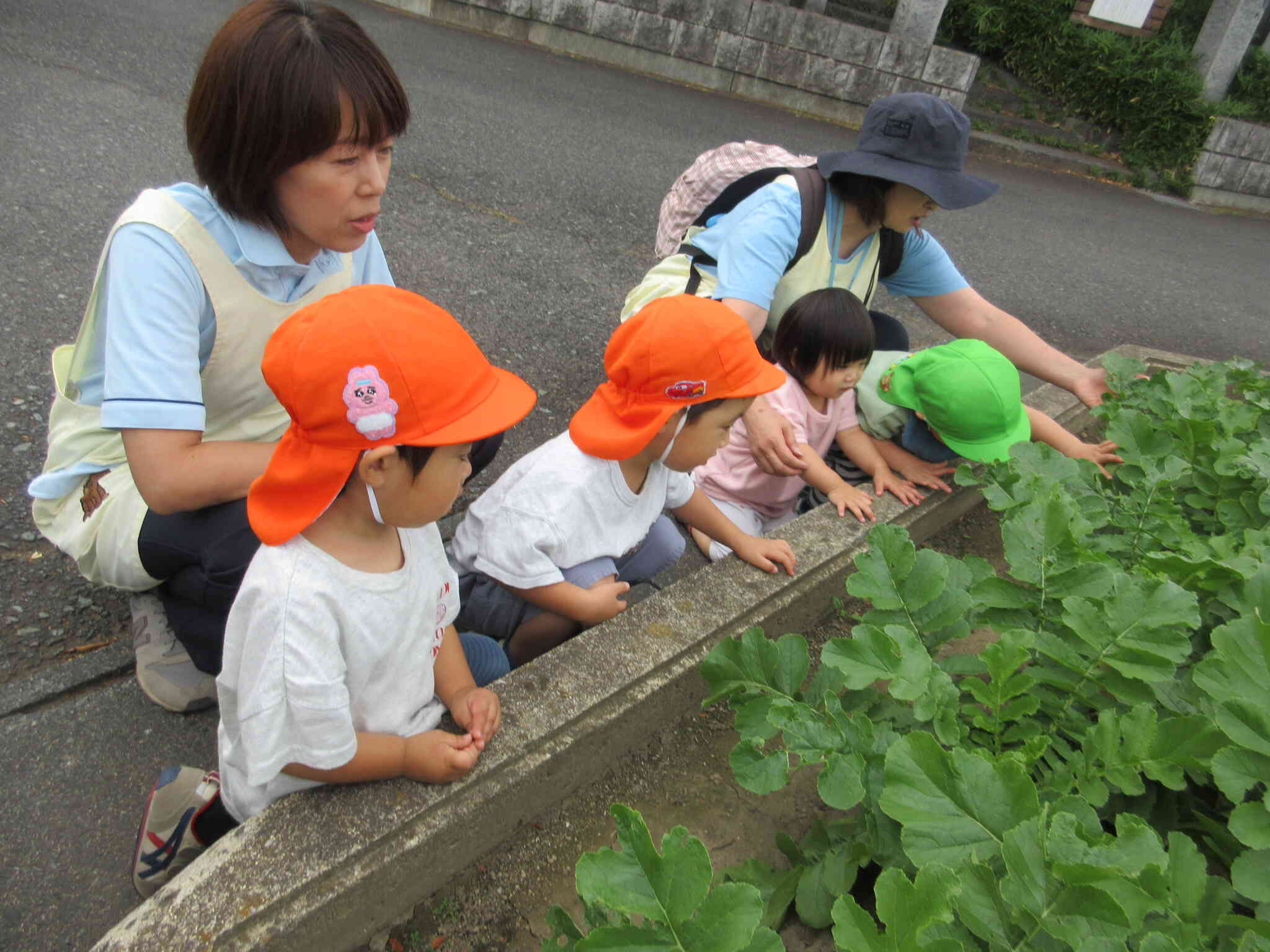 これが大根さんなのね。