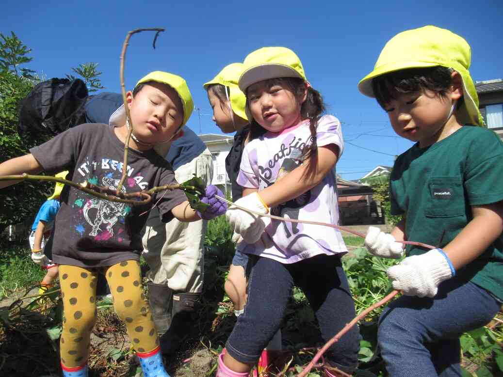 秋の芋ほり（幼児組）