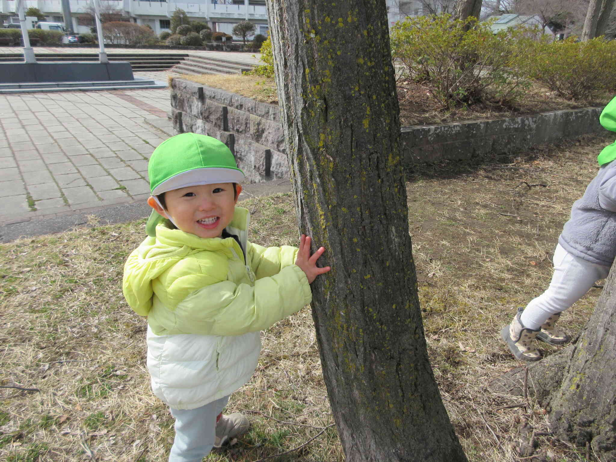 大きい木！ゴツゴツしてるよ。