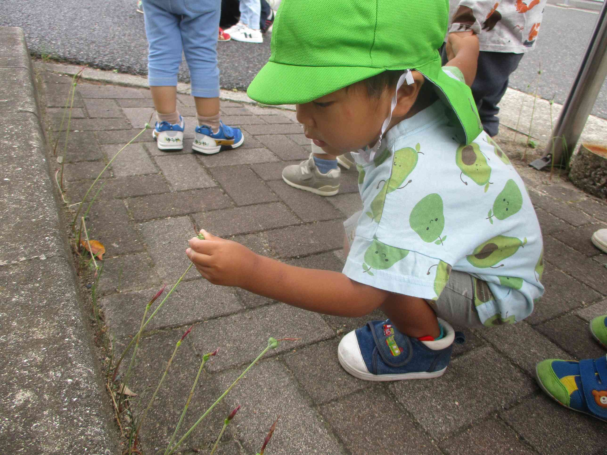 お花の蕾を見つけると、カボチャのつぼみ！と言っていました！