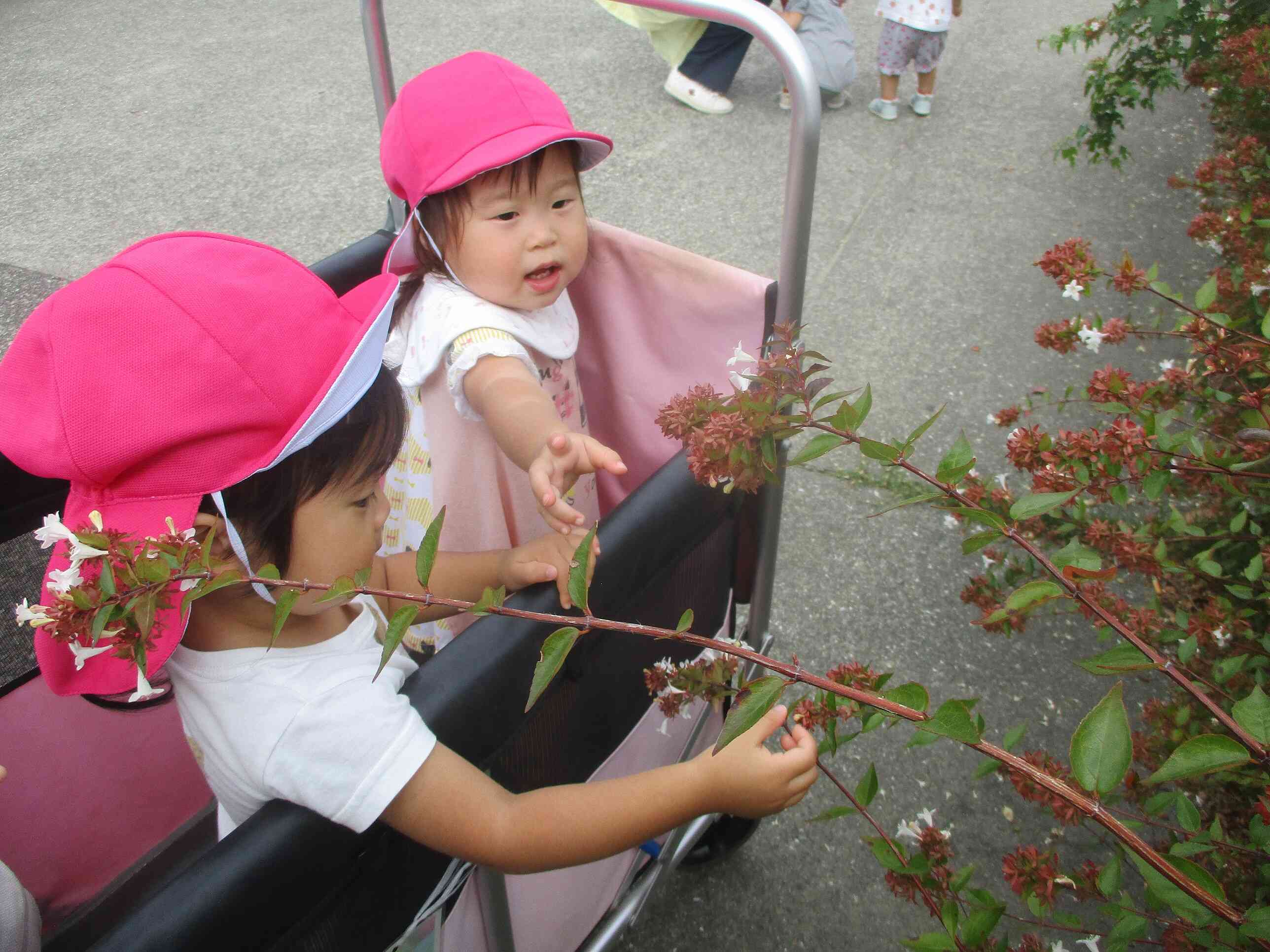 白色の小さなお花だー♪