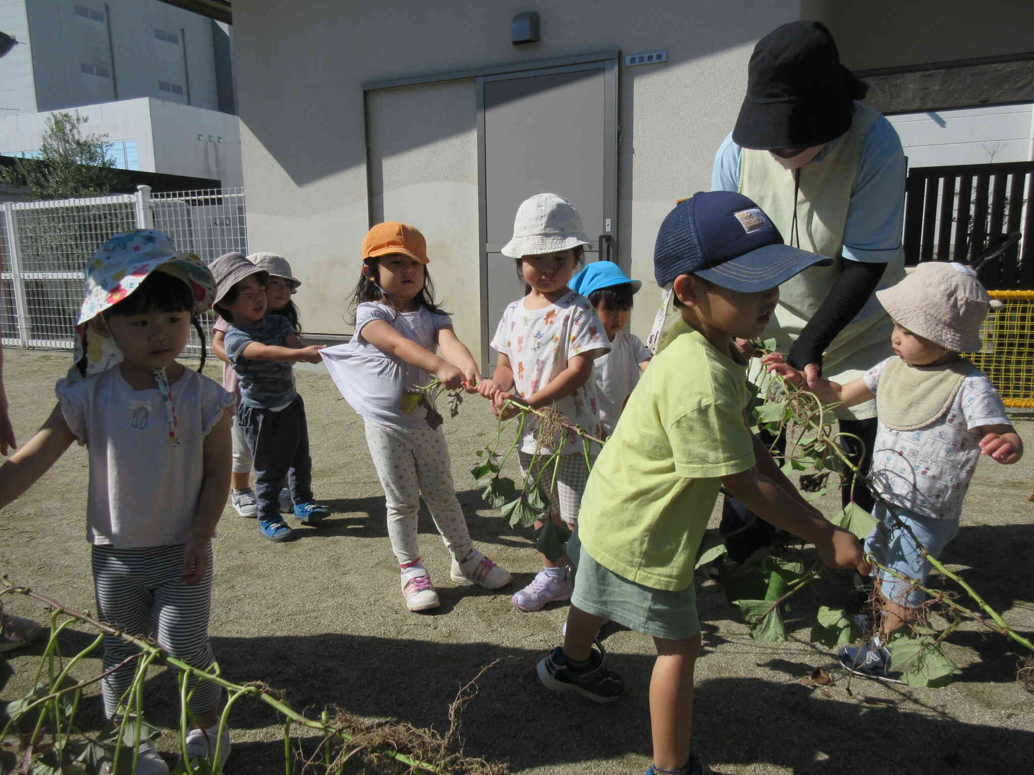 みんなでお芋ほり。　“うんとこしょ、どっこいしょ！”　がんばれ～