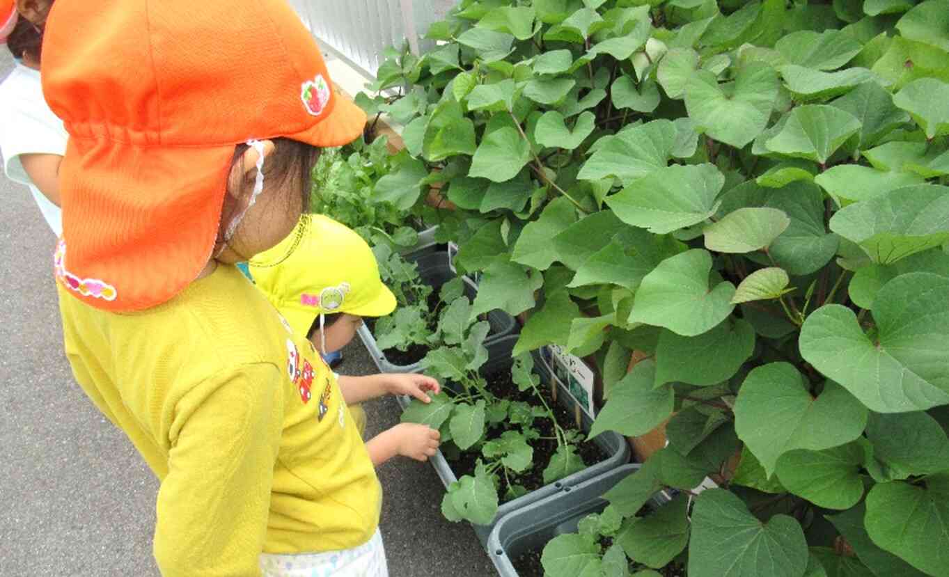 保育園の花壇では緑の葉っぱをたくさんつけたお芋のつるが元気よく育っています。 お芋掘りが楽しみ、大きなお芋が出来ていると嬉しいなぁ～。