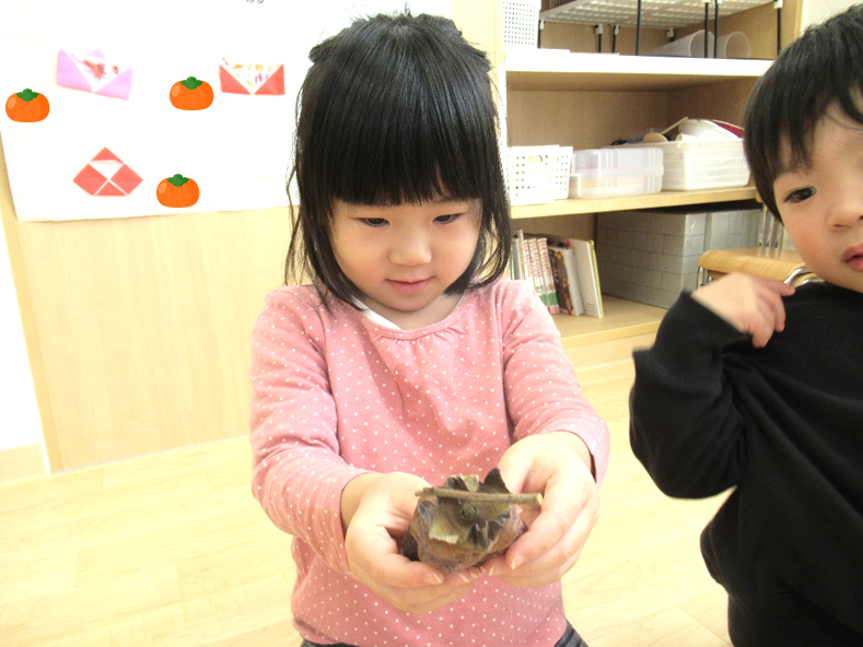 鏡餅の飾りの、干し柿を観察！渋柿なんだって！干し柿は昔から縁起物とされ、柿を「嘉来」と書き「幸せがやって来る」という語呂合わせも♪