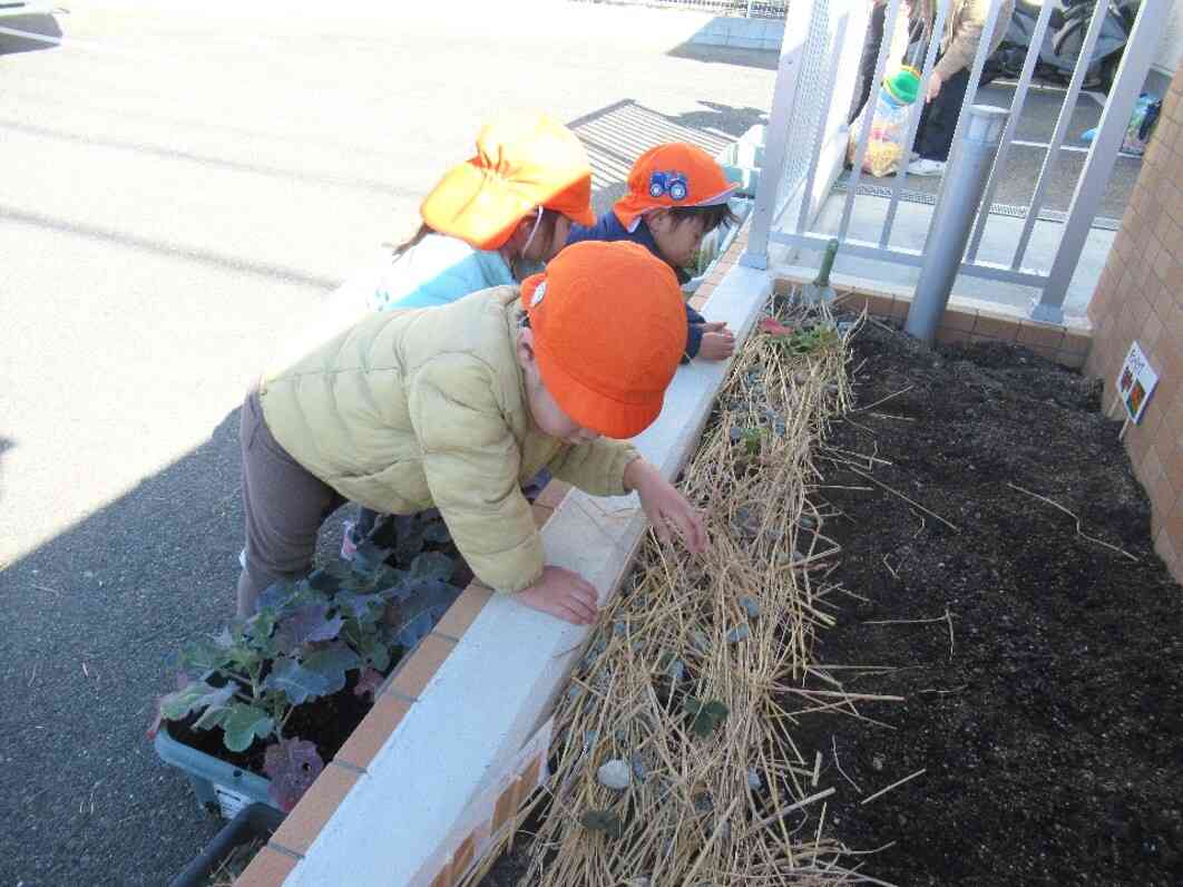 藁のお布団が飛んでいかないように、いちごの苗を避けながら、石をたくさん積みました♪