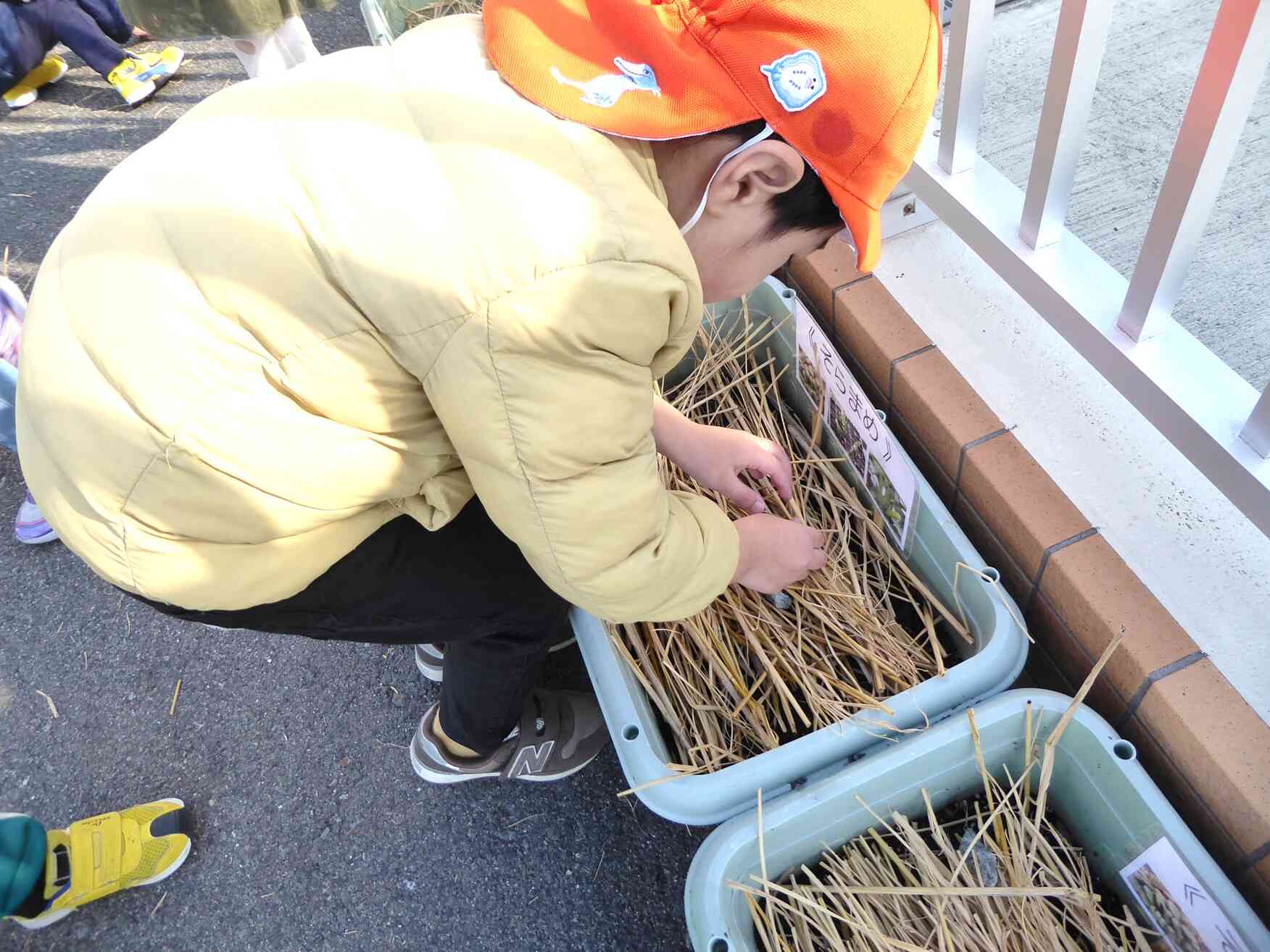 そらまめの芽が出てきたよ。明日は雪が降るくらい寒いみたいだから、みんなで藁のお布団をかけてあげました(*˘︶˘*).｡.:*