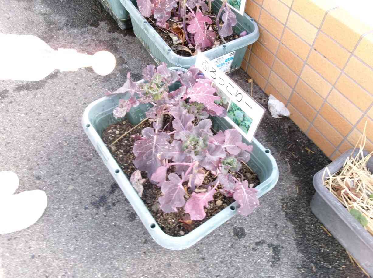 保育園のプランターで育てている野菜やお花に、今日もお水やり(*^-^*)ブロッコリーがこんなに成長しています！収穫が楽しみだね！もっともっと大きくなぁれ♪