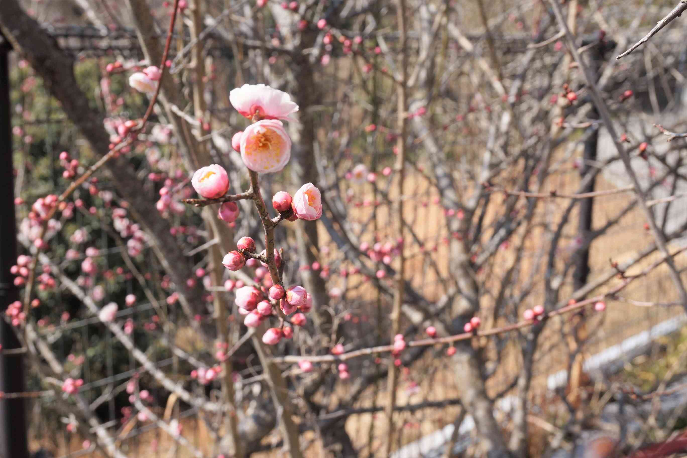 梅の花