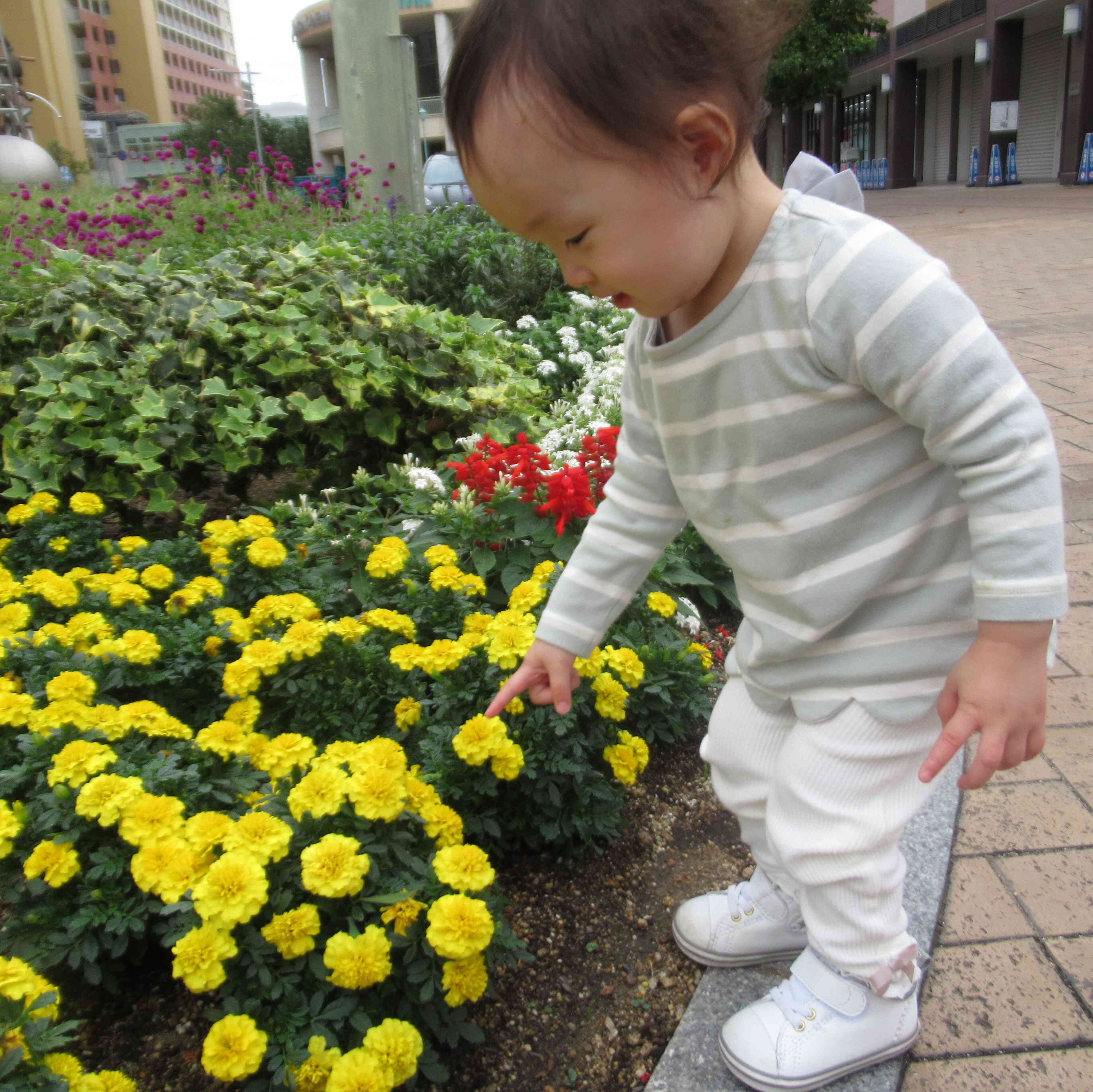 なんのお花かな？