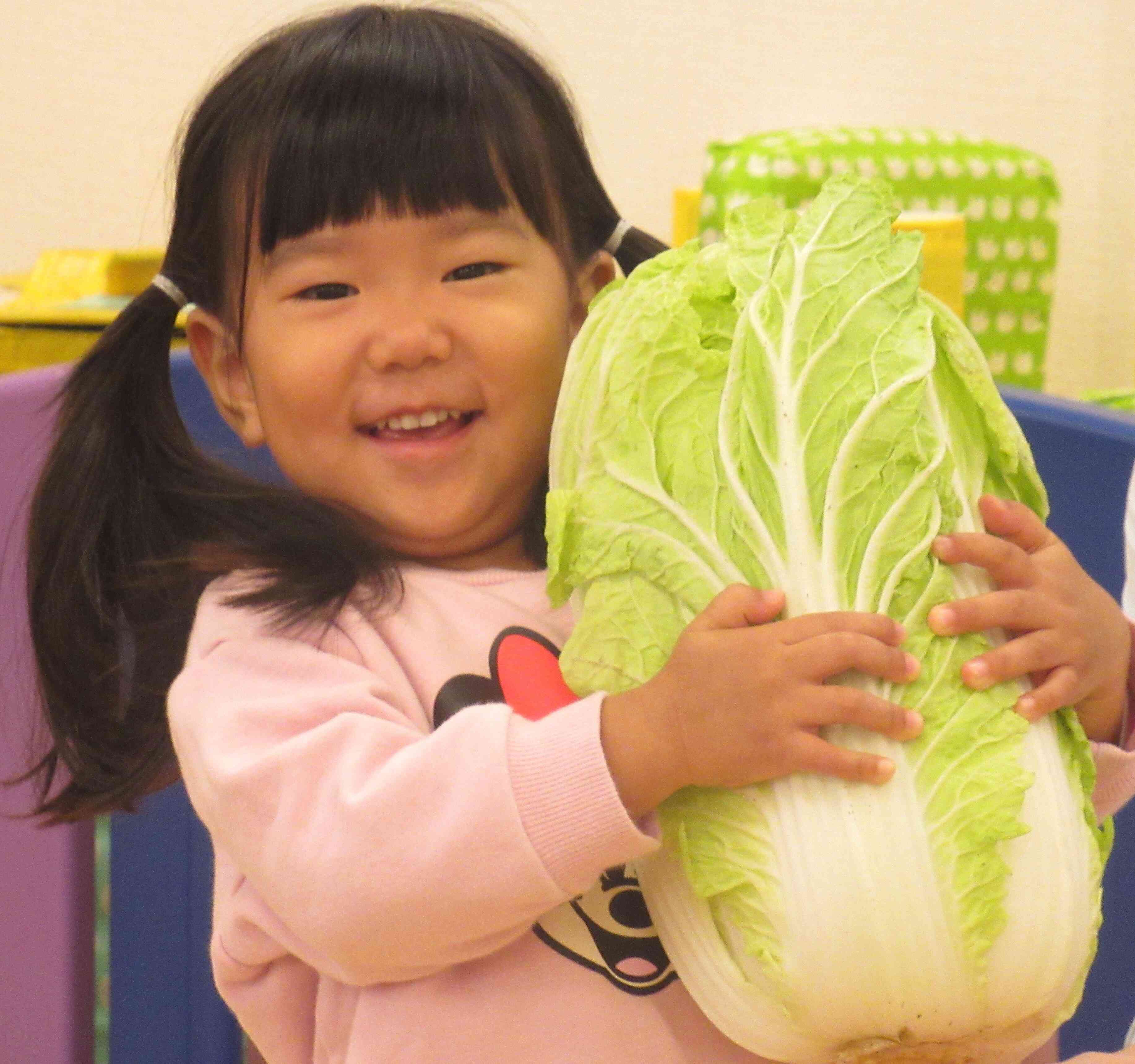 食育(白菜)をしたよ！