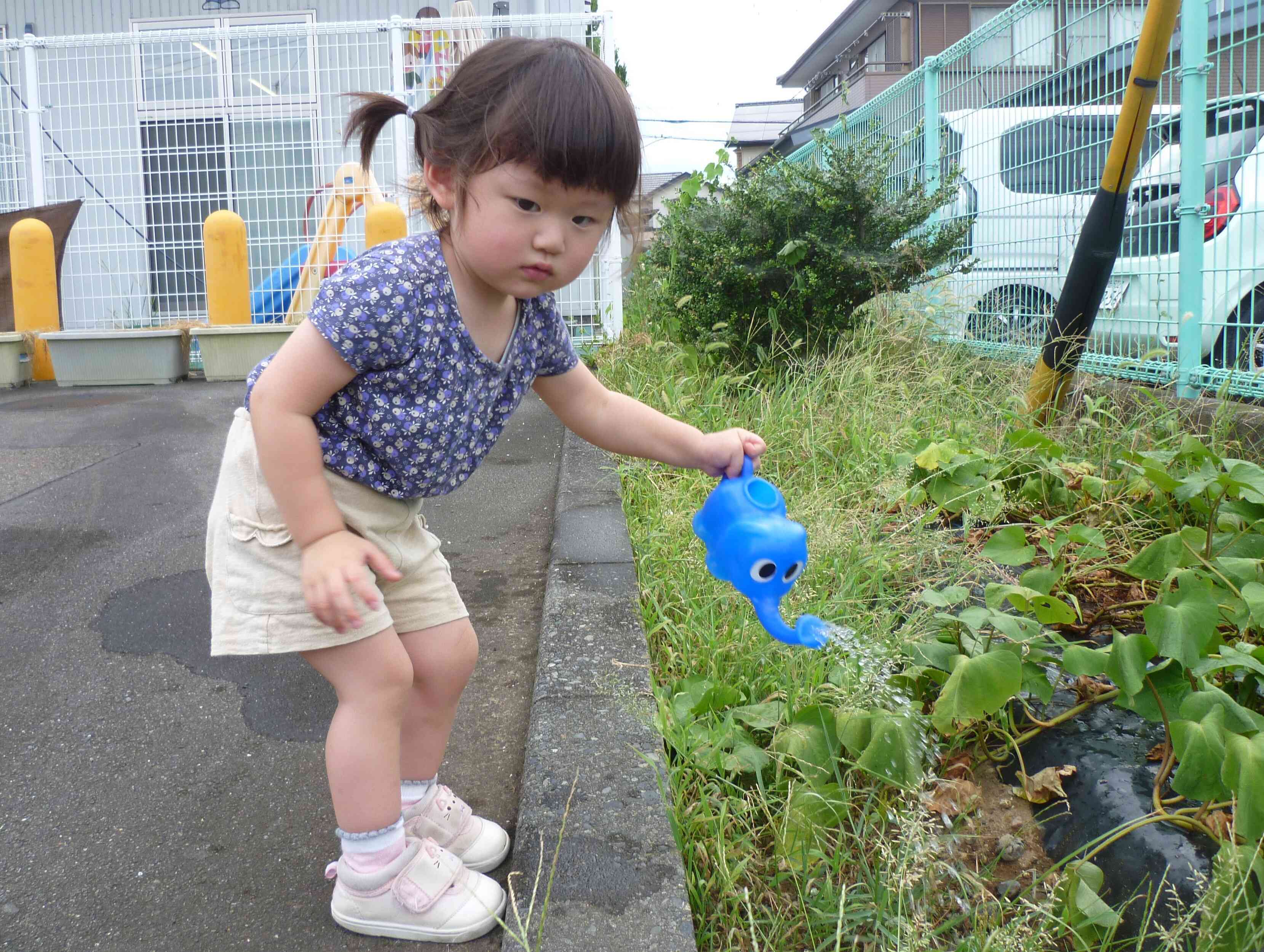 夏の間も「おおきくなあれ」と水やりしました