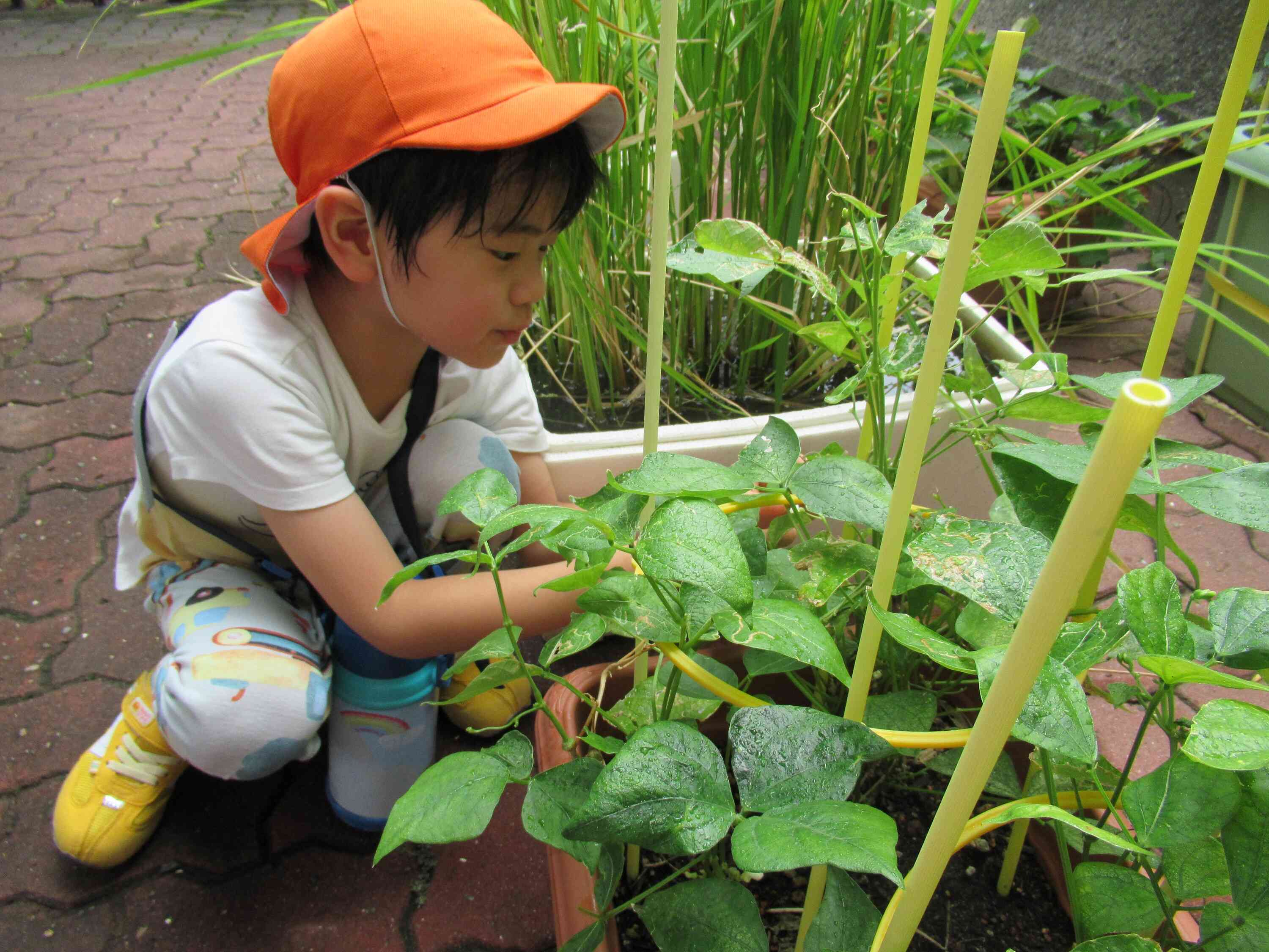 まだ、小さいいんげんがあるよ！また大きくなるのが楽しみだね！