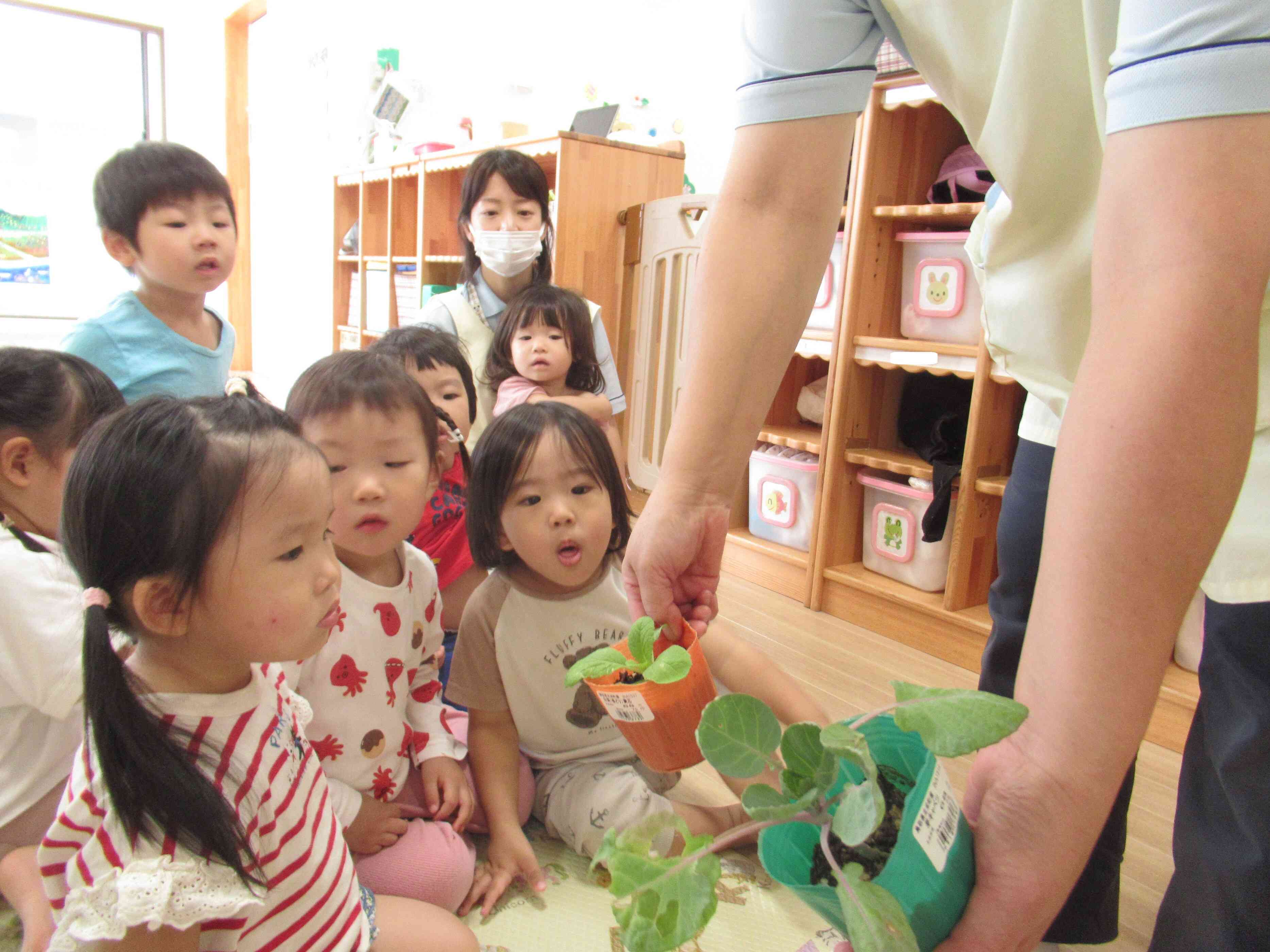 冬野菜を植えたよ