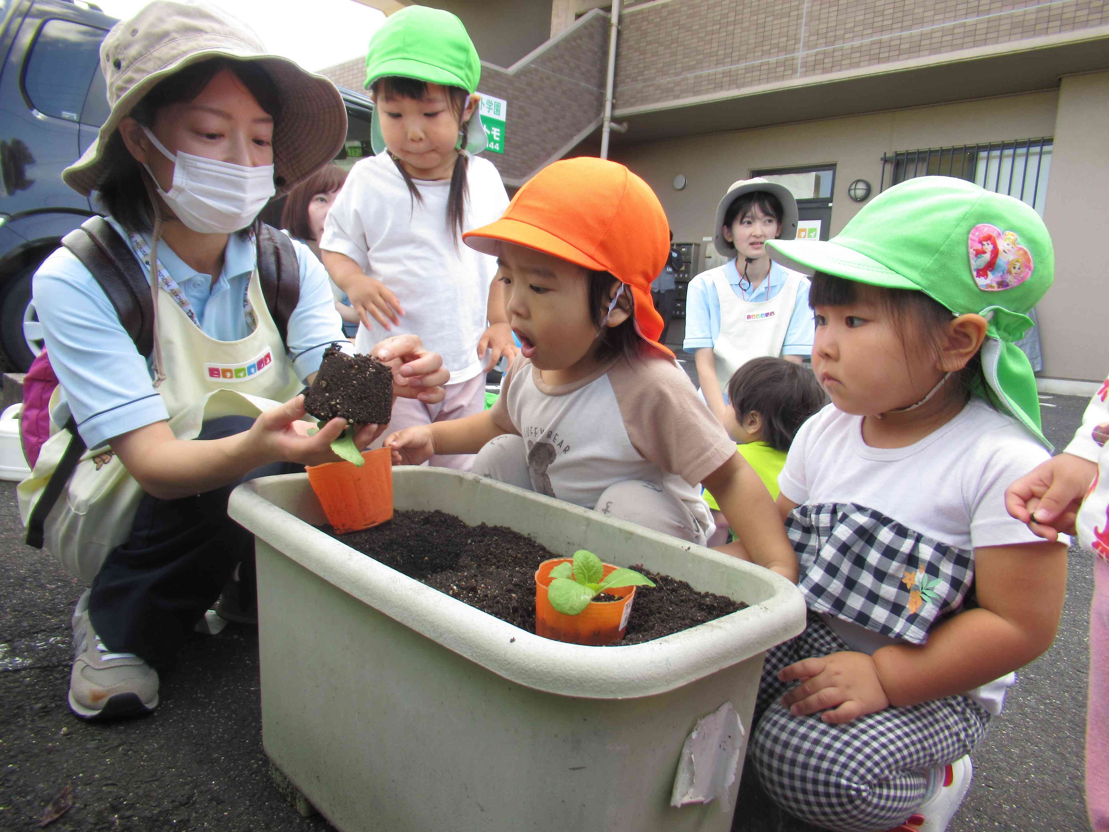 白菜を植えるよ