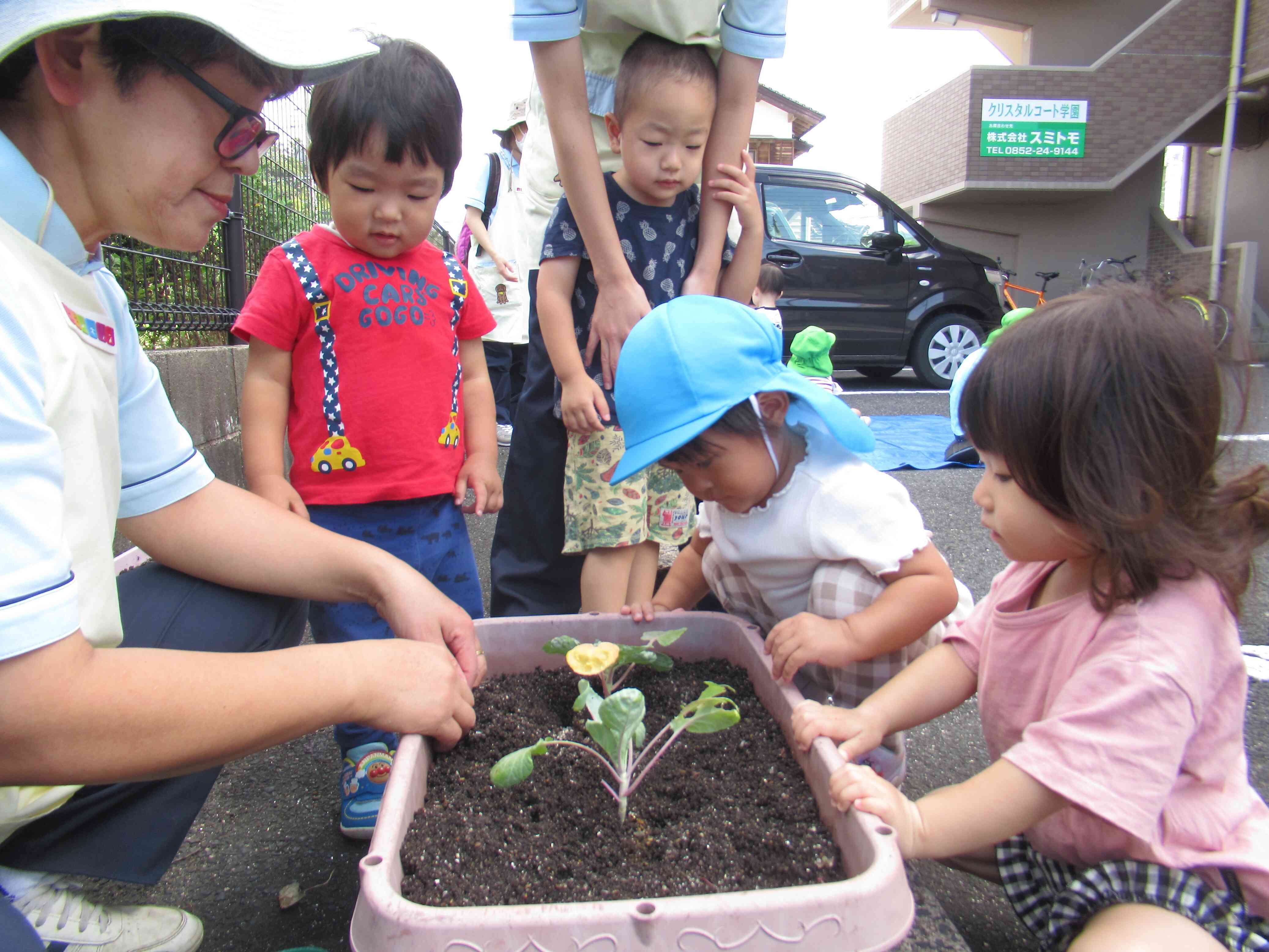 芽キャベツを植えたよ