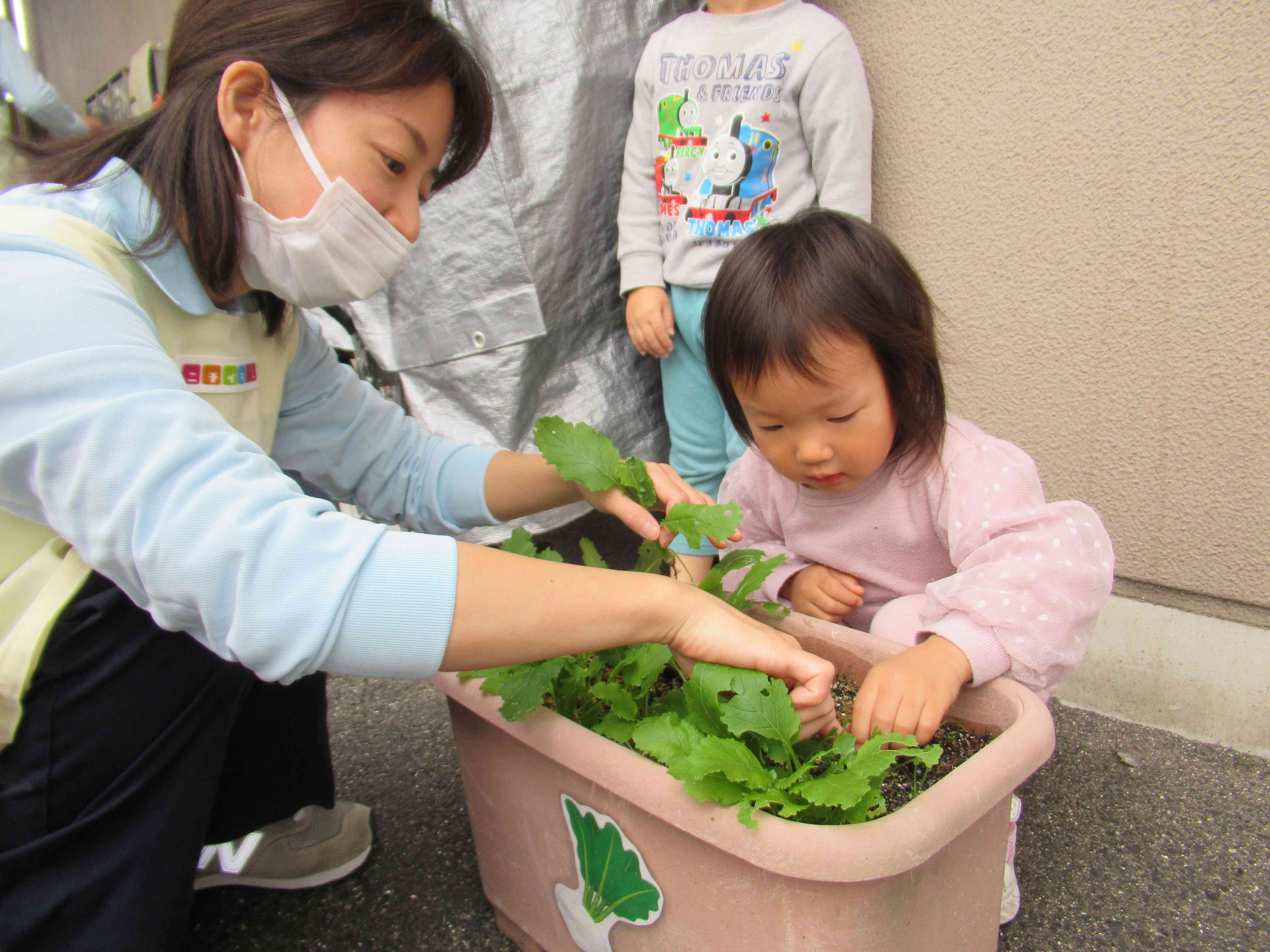 野菜をとったよ