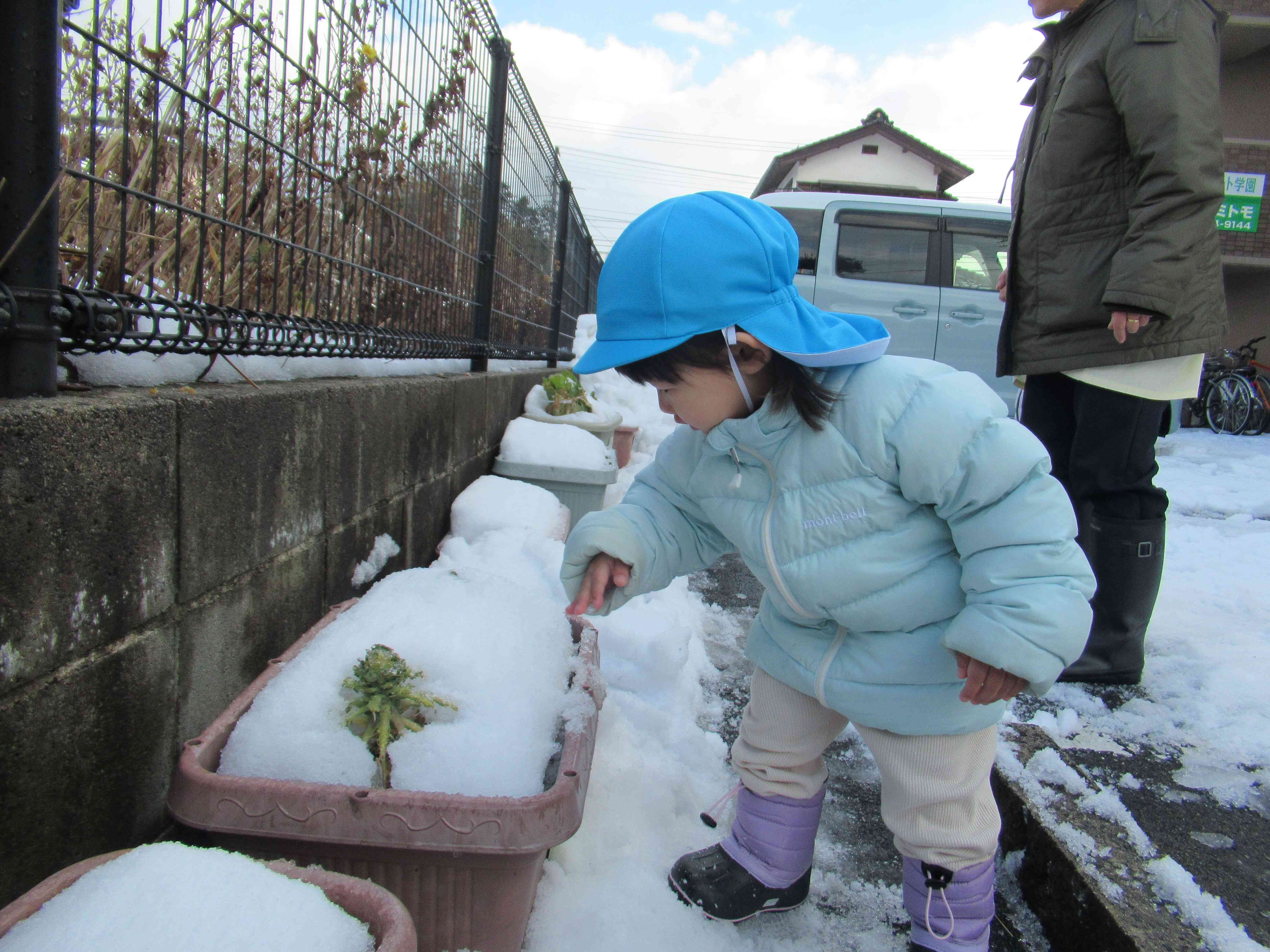 プランターの野菜も雪で隠れていました。「あれ、ないよ」