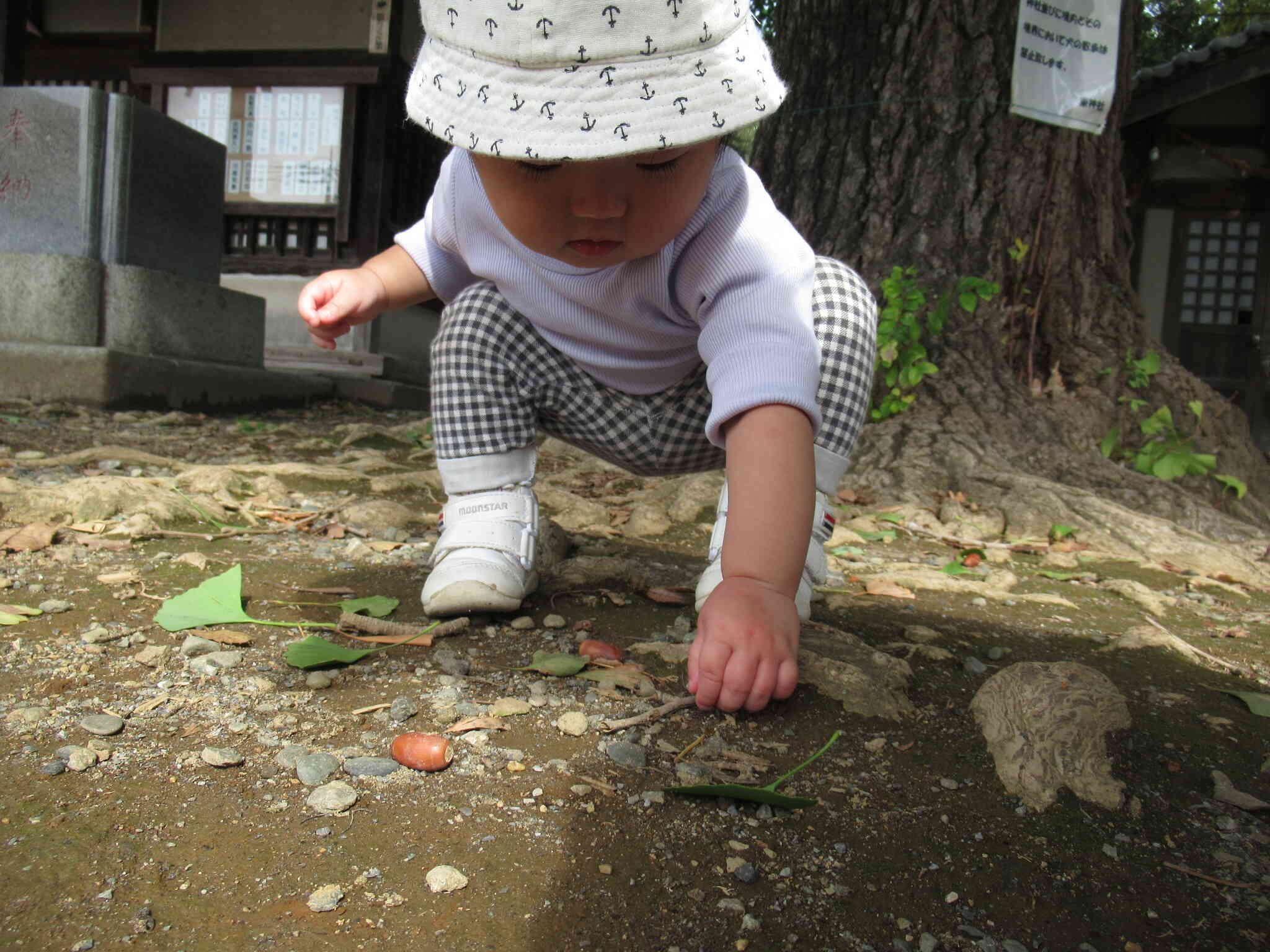 どんぐりみーつけた！