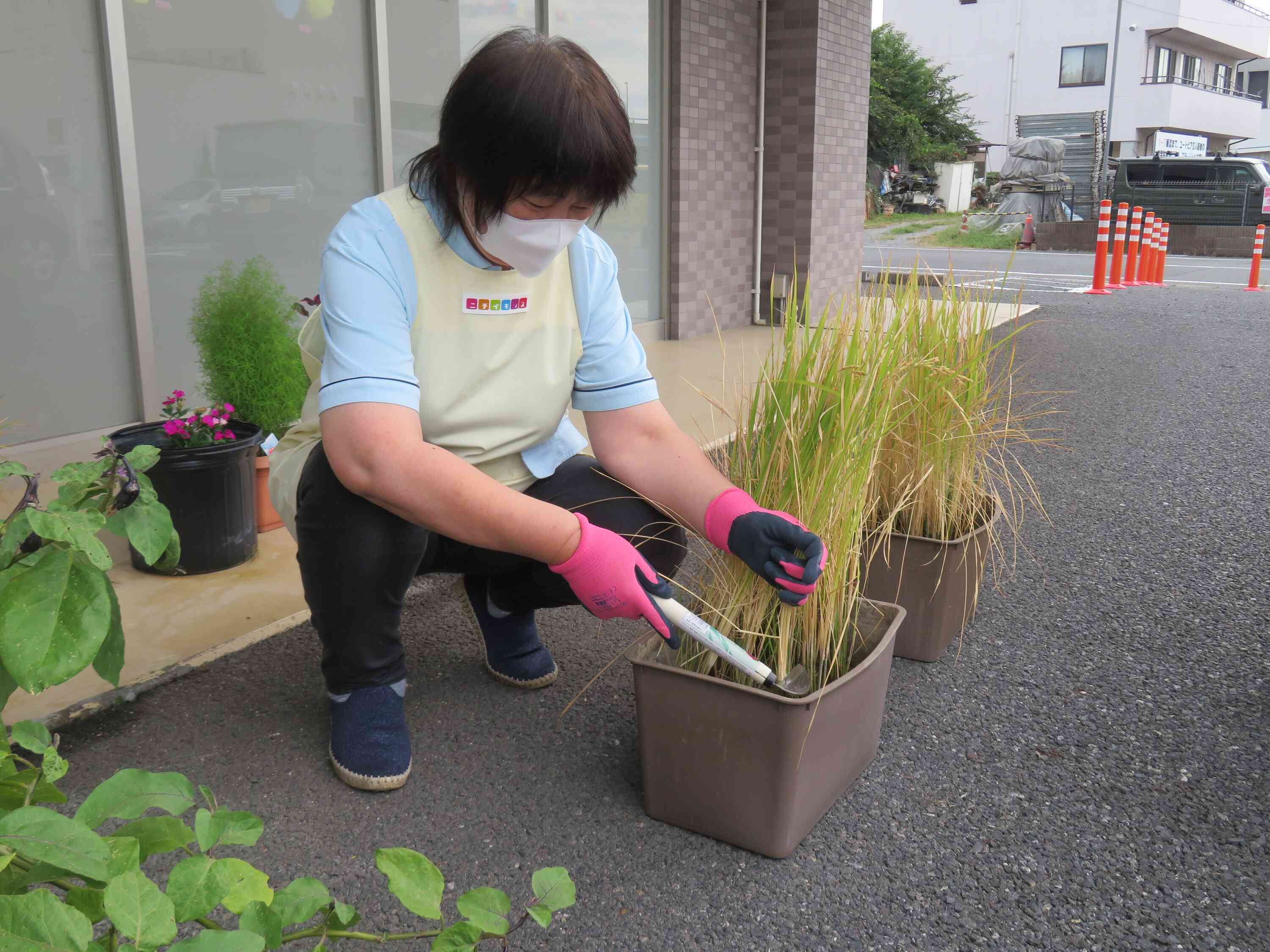 稲刈りをしました！