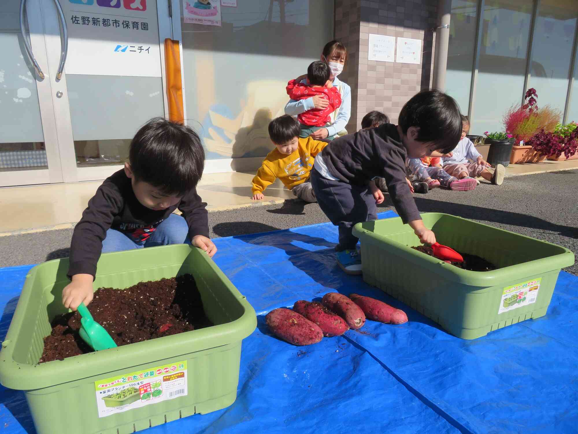 さつまいもは、どこに隠れているかな～？