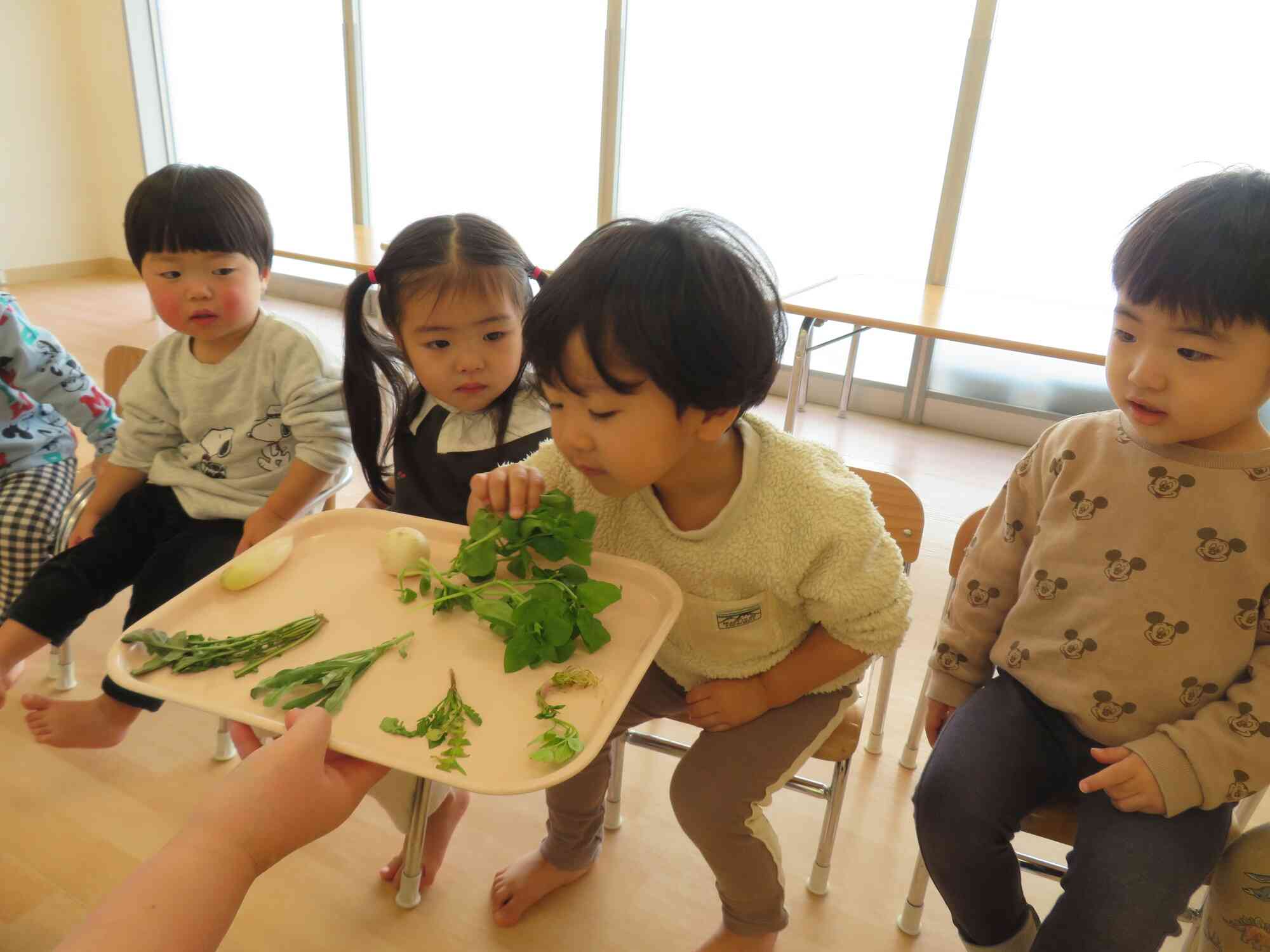 春の七草の種類とは…