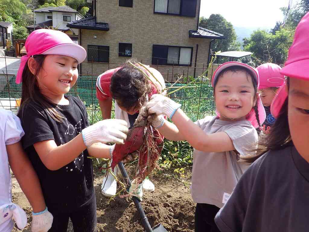 楽しかったお芋ほり