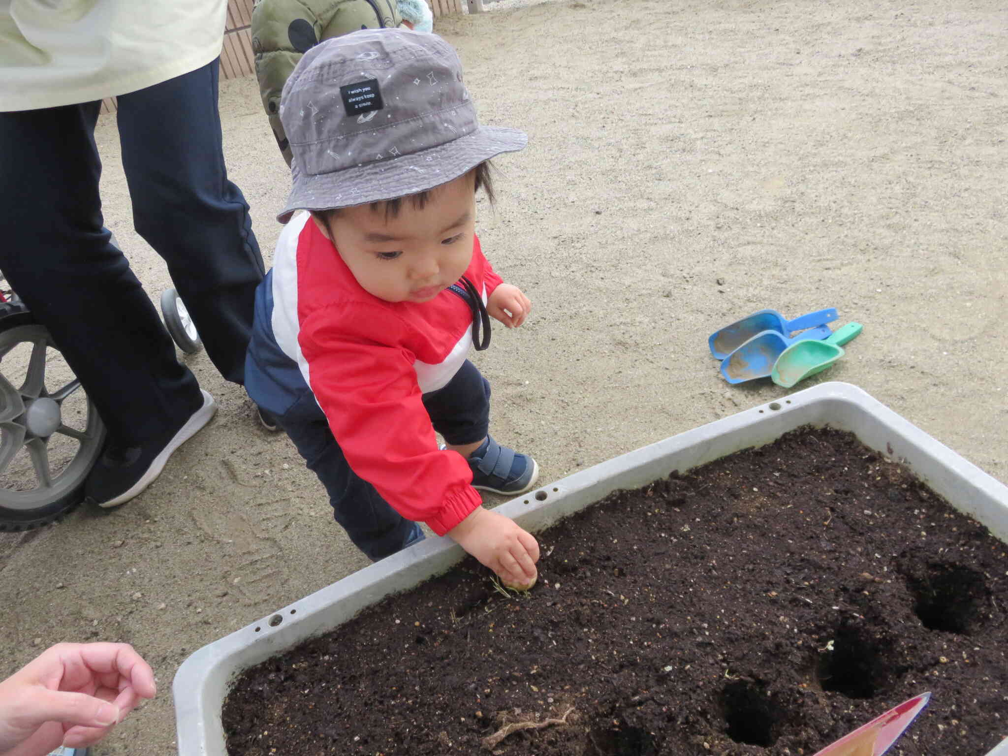 球根を植えたよ！