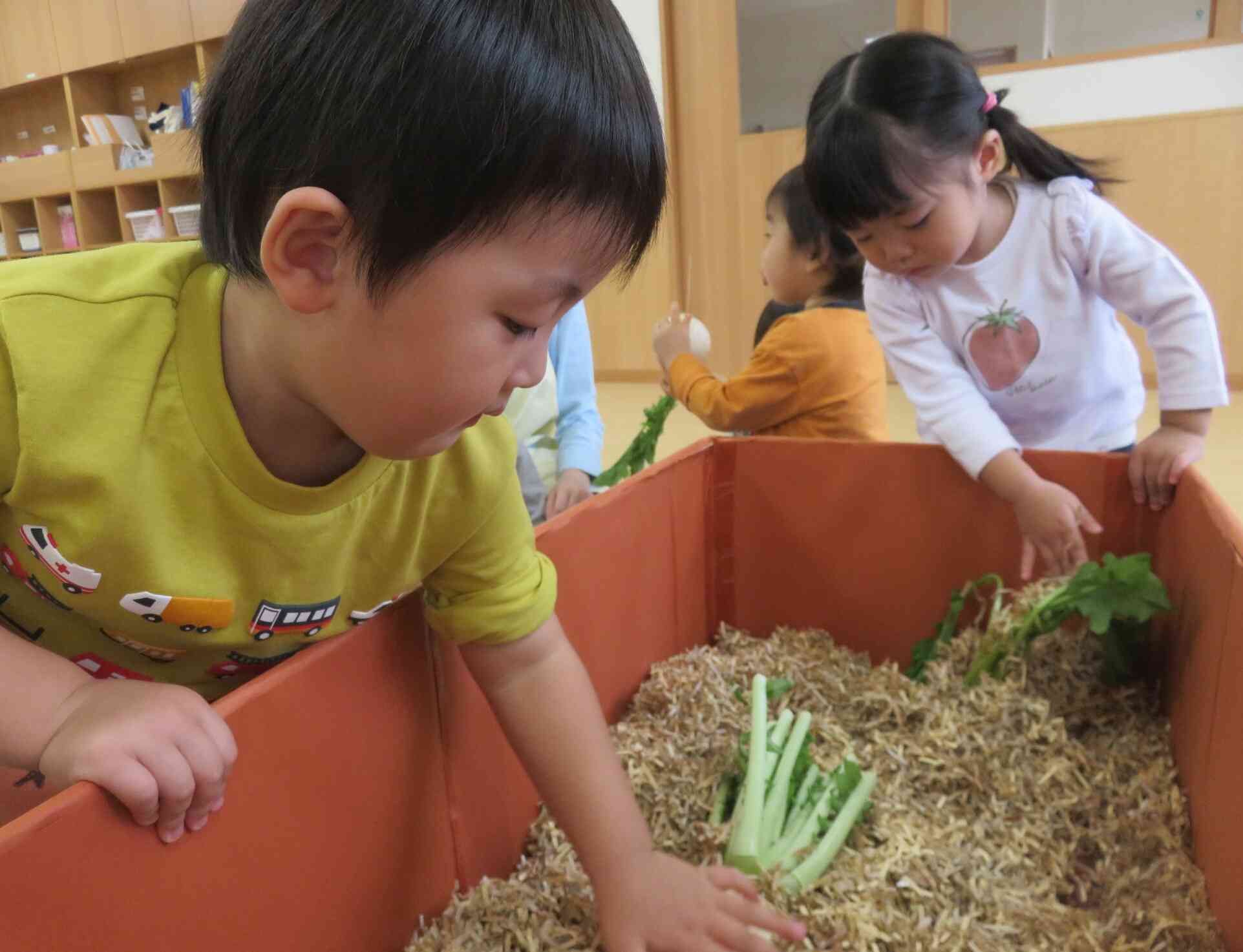 食育活動〈疑似収穫体験！①〉