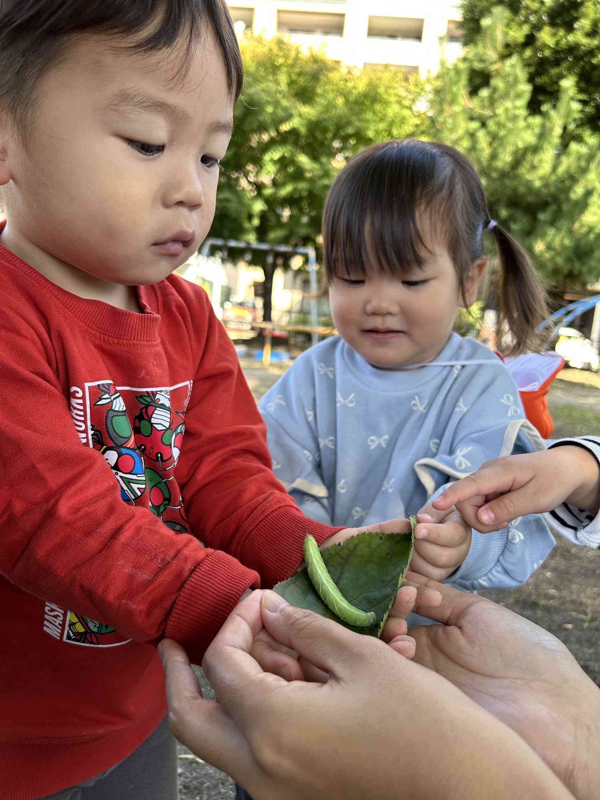 トビイロスズメガの幼虫をみつけました