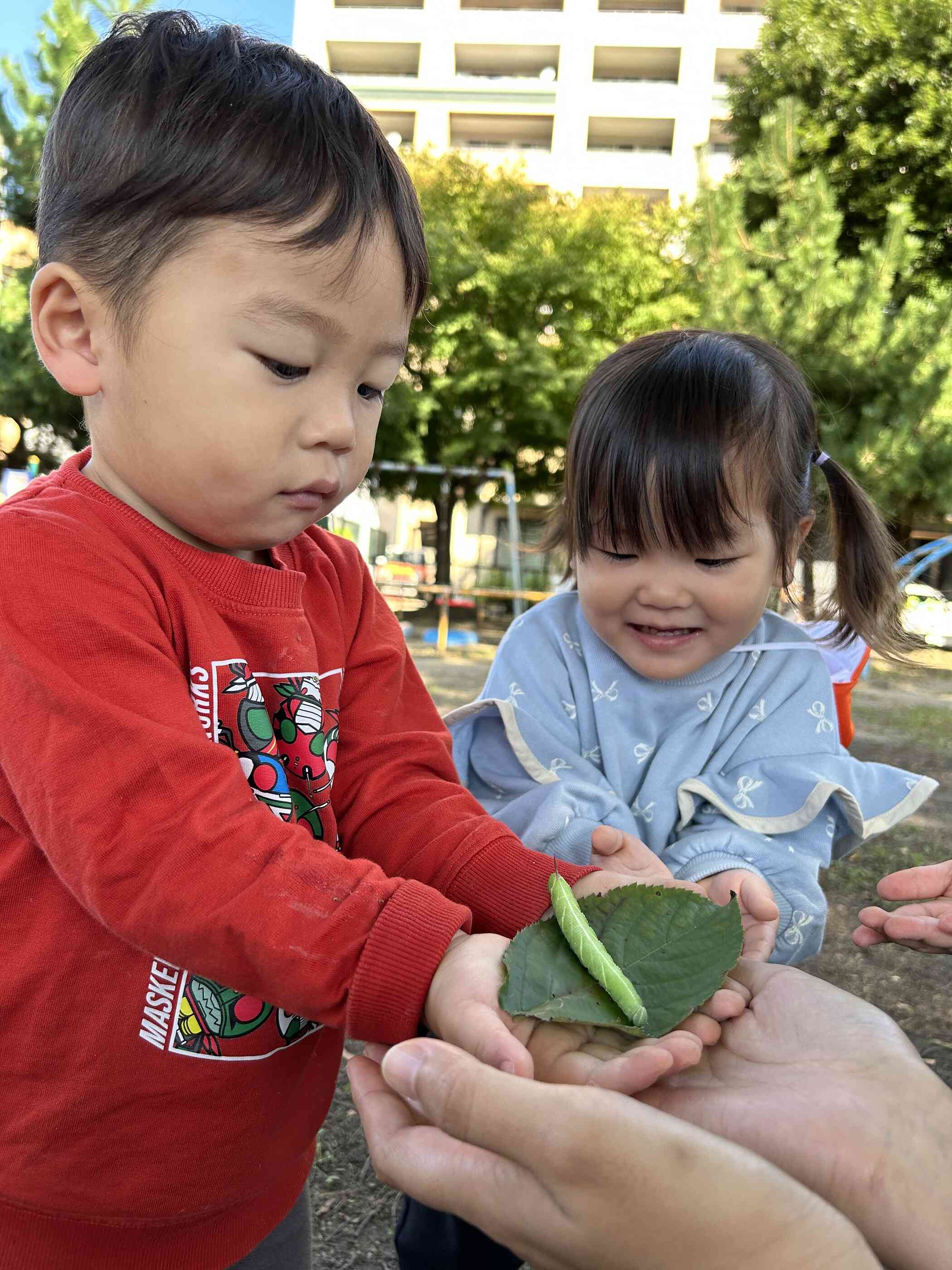 トビイロスズメガの幼虫をみつけました