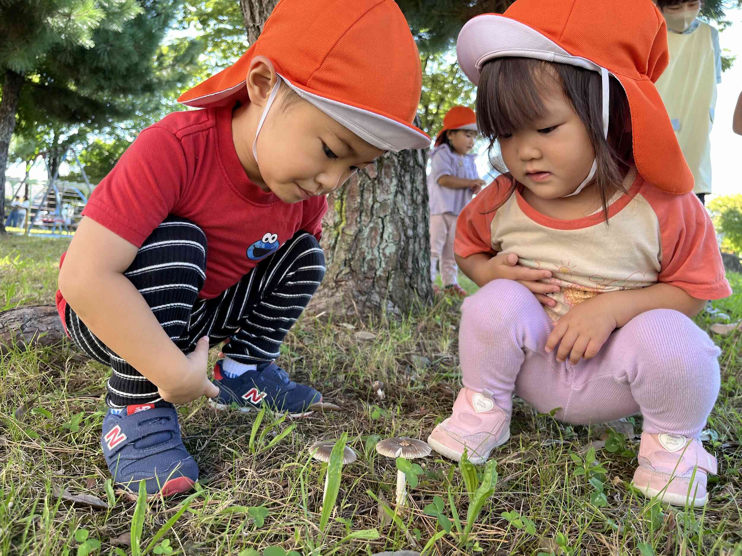 新寺3丁目公園にきのこが生えていました