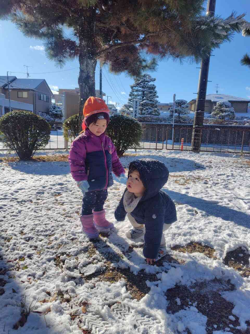 木に積もった雪が降ってきました。興味津々のお友だち。