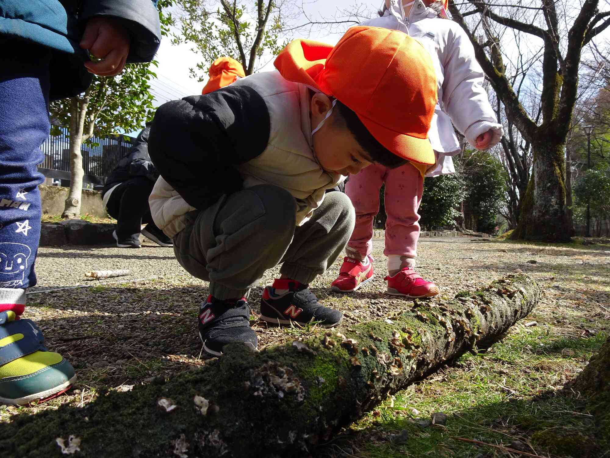 緑道公園でキノコを見つけました