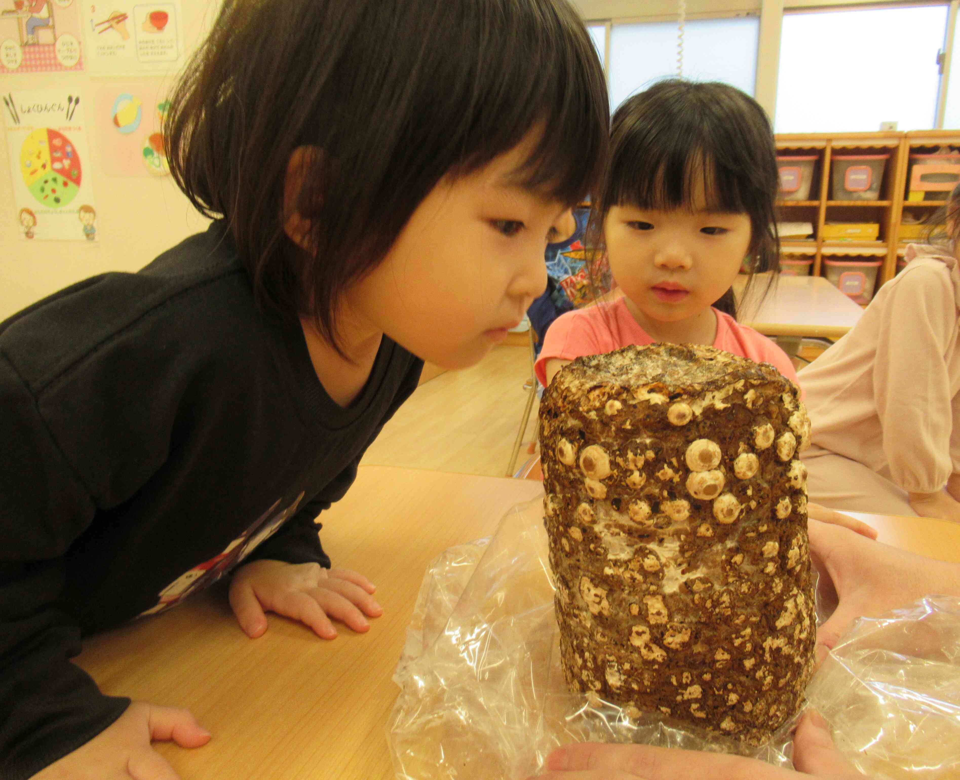 食育　シイタケの栽培りす・ぱんだ・きりん組（3，4，5歳児）