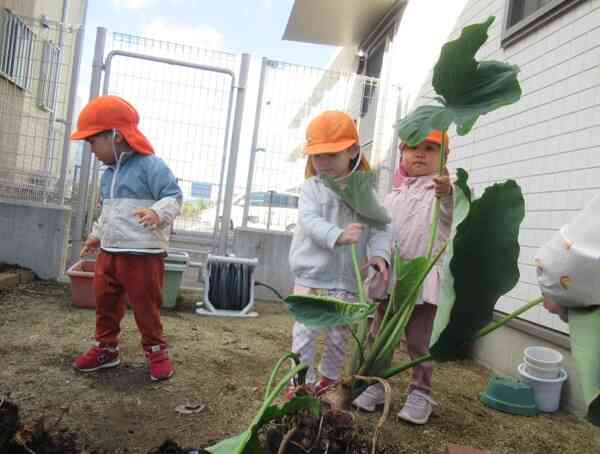 保育園で育てた里芋収穫の日です