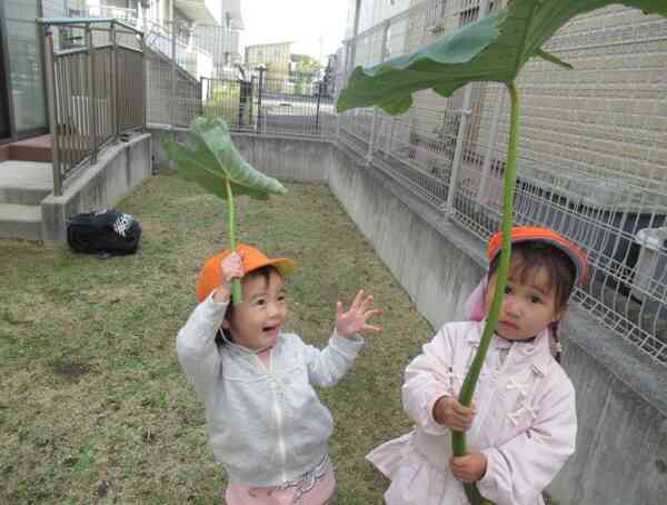 植木鉢から全部取り出して親芋・小芋をとりました