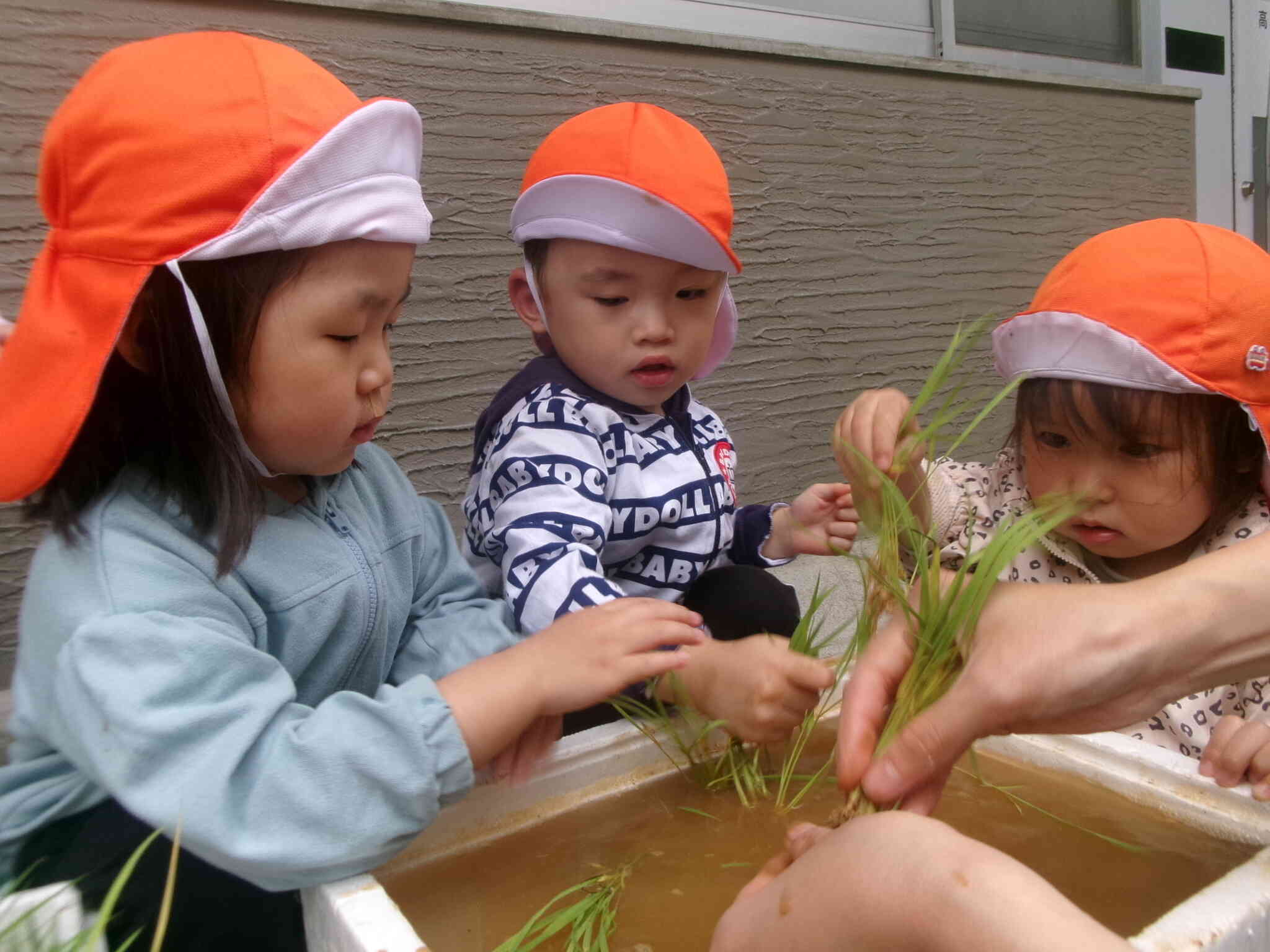 苗をやさしく持って、植えていきましょう。